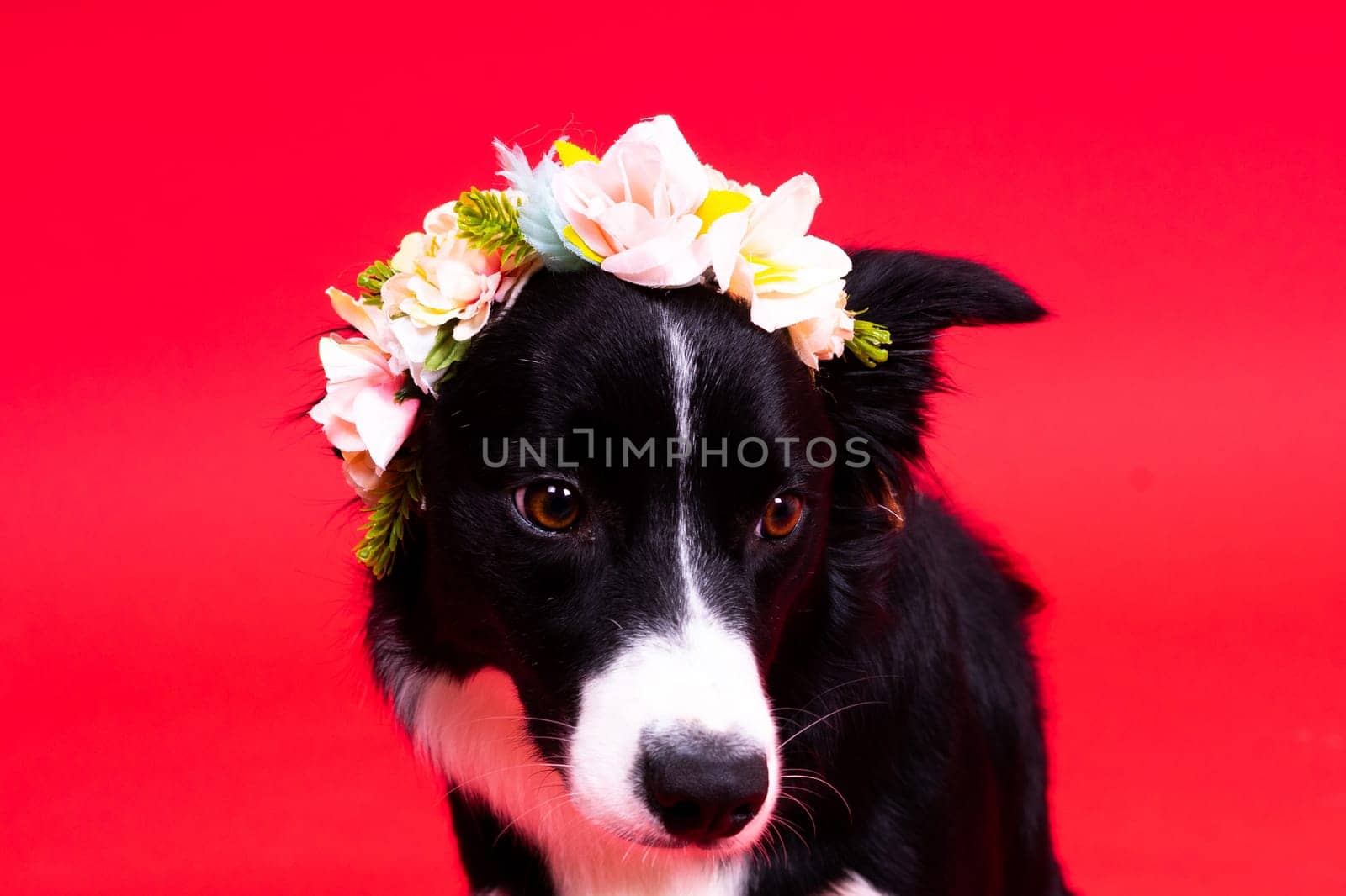 Young Black and white Border collie sitting and looking at the camera by Zelenin