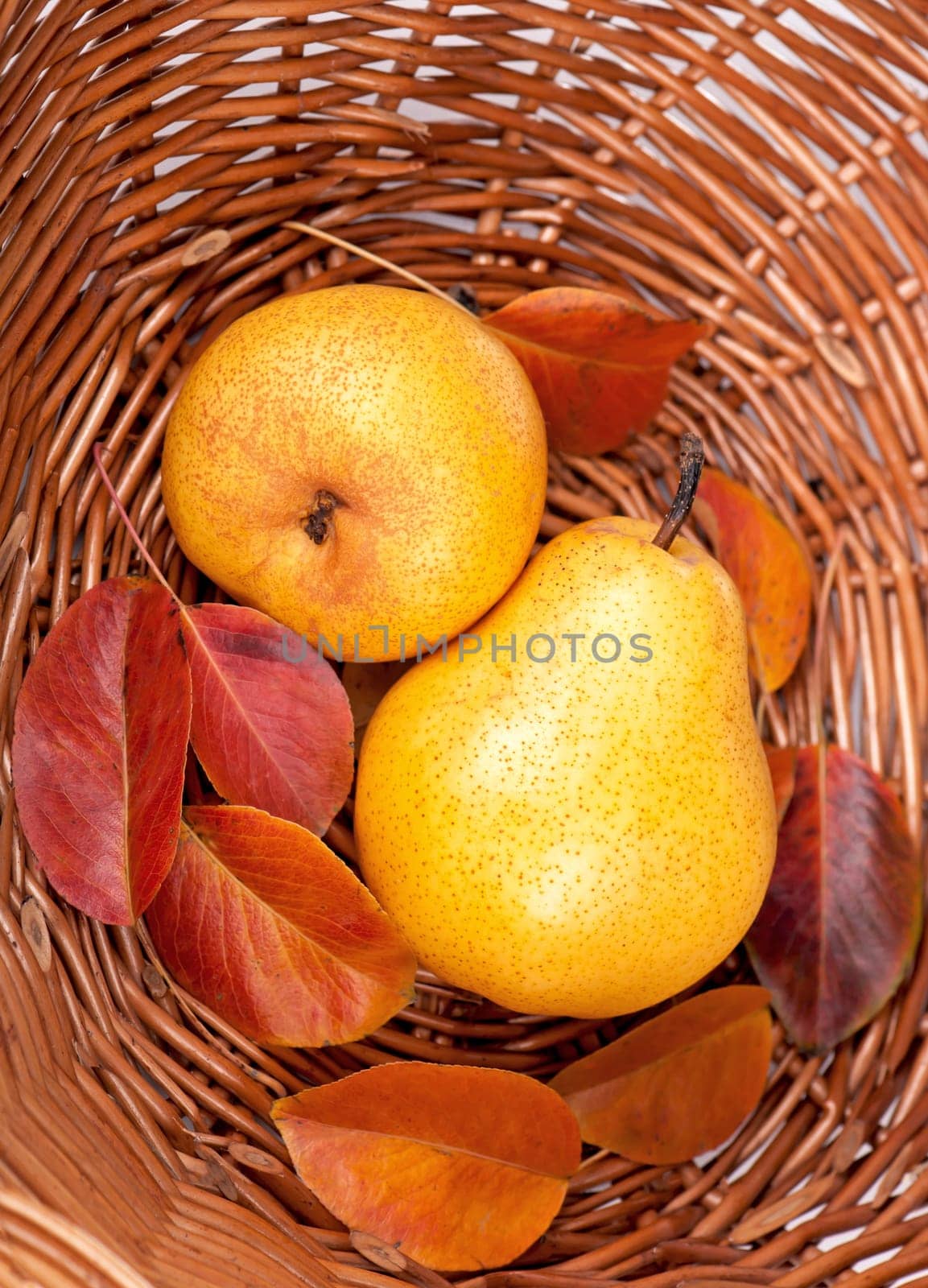 Harvesting. Fresh ripe pears with leaves stacked in a wicker basket by aprilphoto