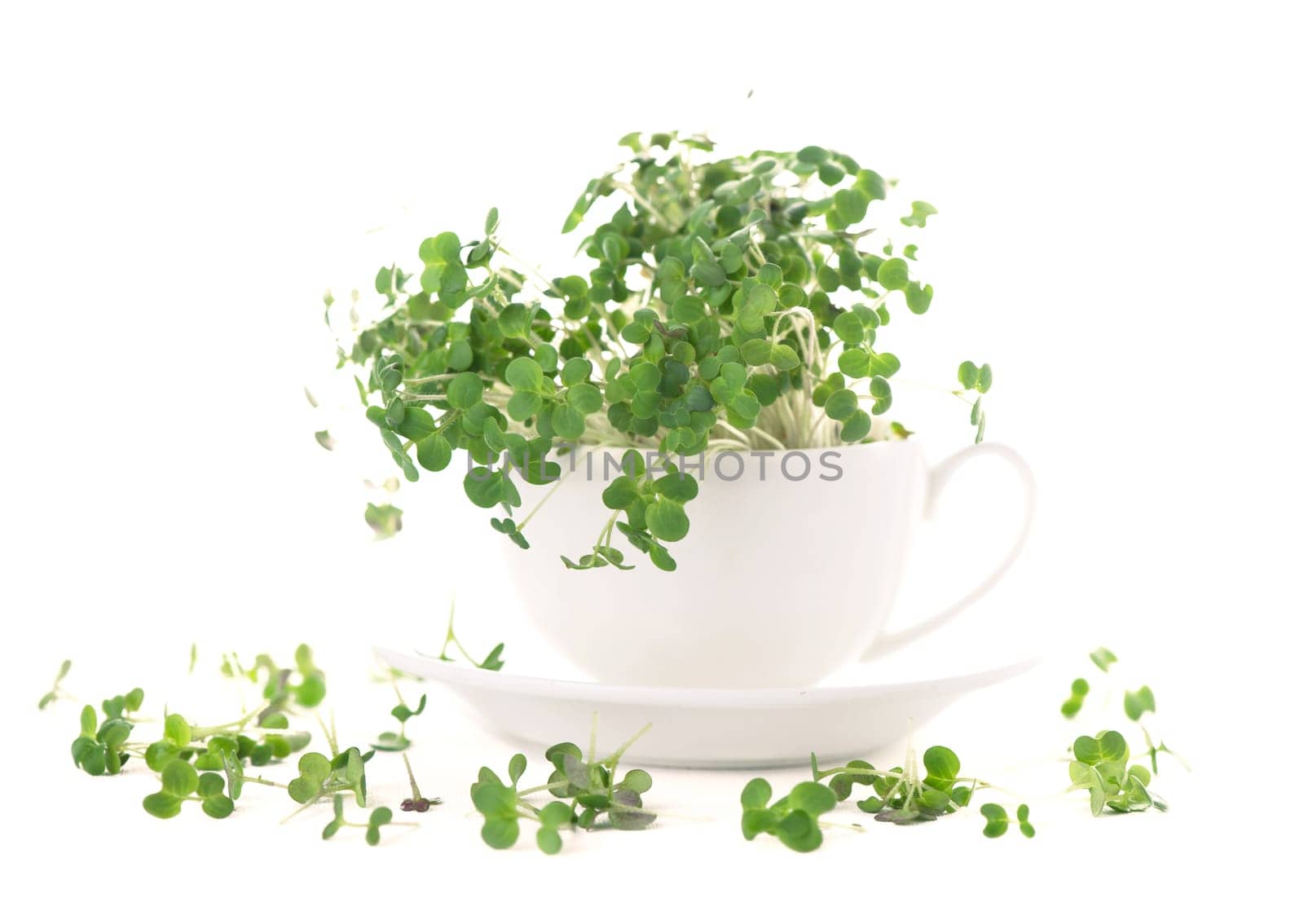 Healthy food concept, growing greenery, small business. Healthy food concept, growing greenery, small business. White cup with mustard microgreens, super food. with mustard microgreens, super food. by aprilphoto