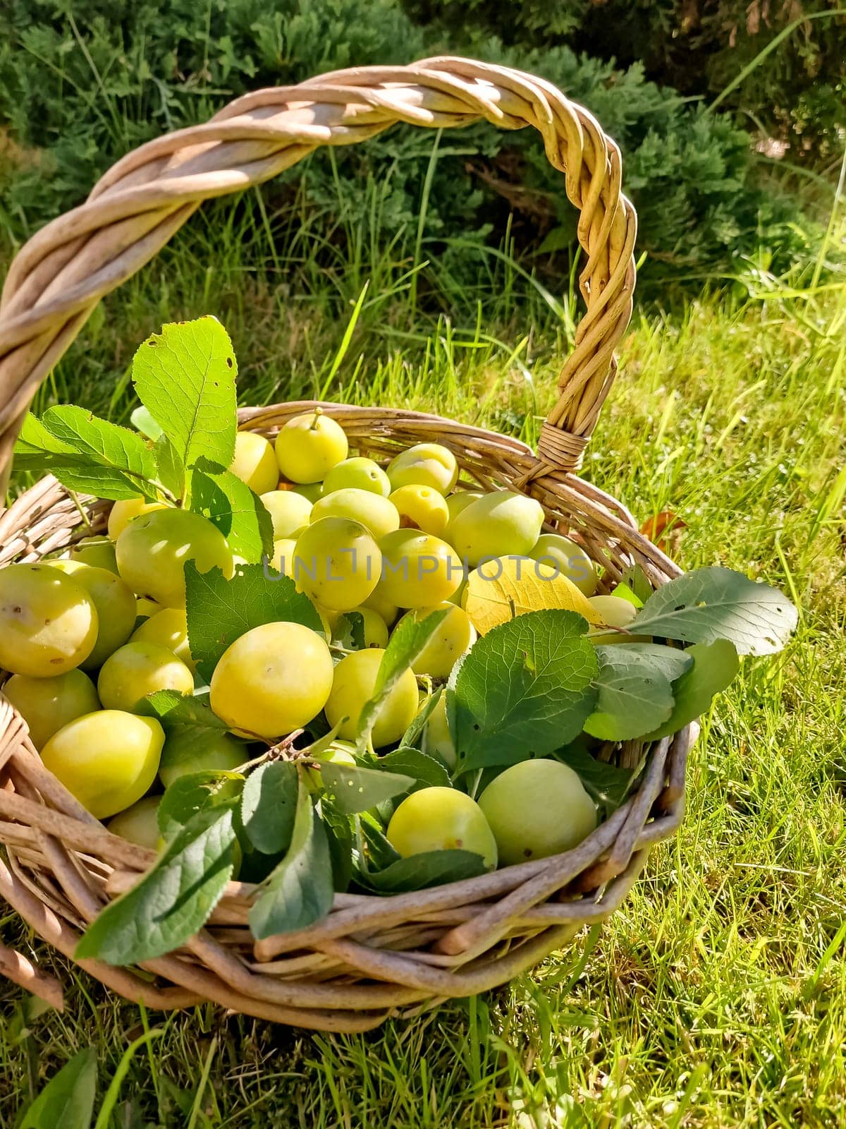 Yellow plums on a wood background. Fresh BIO fruits. Yellow fruits.