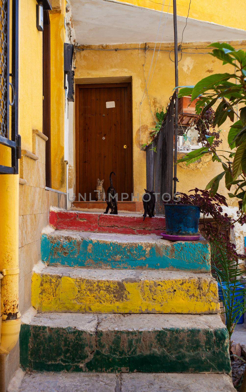 Young cats on the colorful staircase in Sicily