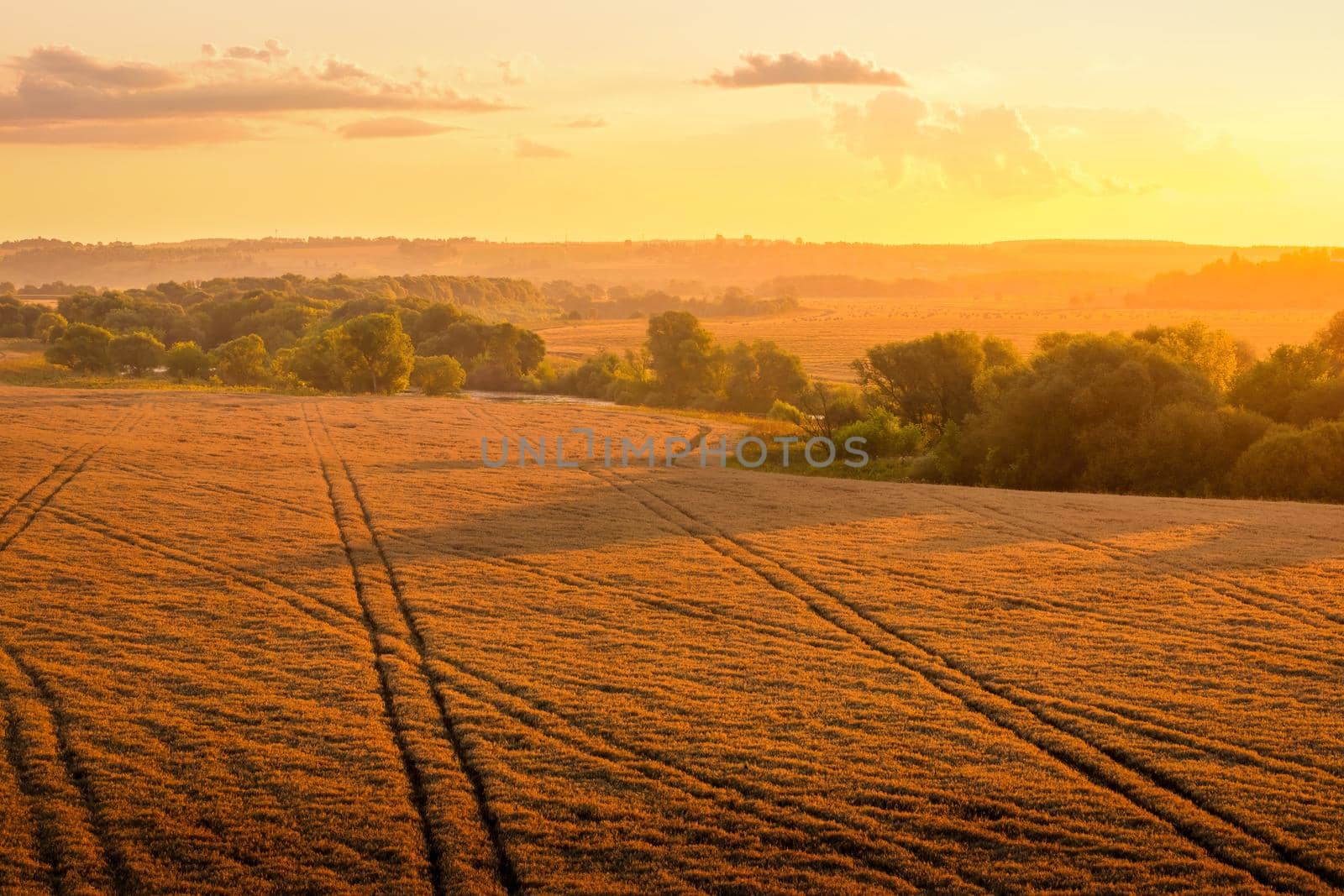 Top view of a sunset or sunrise in an agricultural field with ears of young golden rye on a sunny day. Rural landscape.