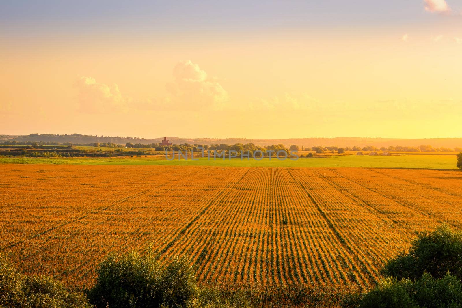 Top view to the rows of young corn in an agricultural field at sunset or sunrise. Rural landscape.