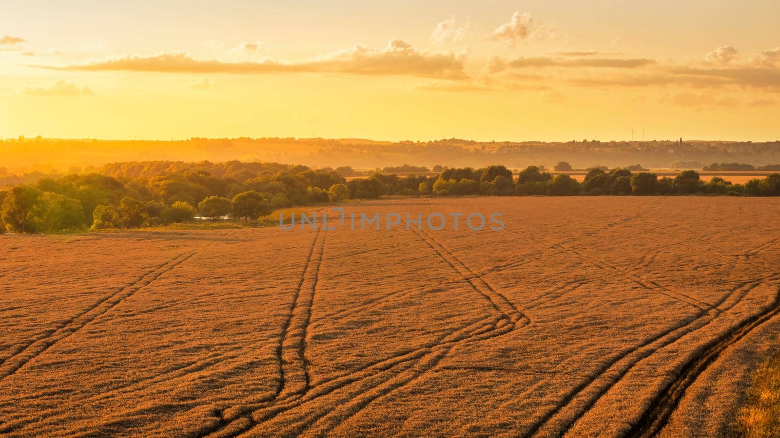 Top view of a sunset or sunrise in an agricultural field with ears of young golden rye on a sunny day. Rural landscape.