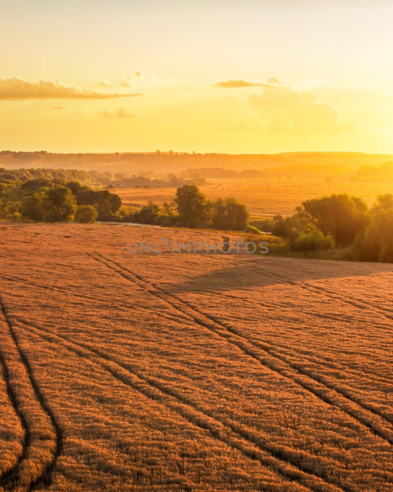 Top view of a sunset or sunrise in an agricultural field with ears of young golden rye. Rural landscape. by Eugene_Yemelyanov