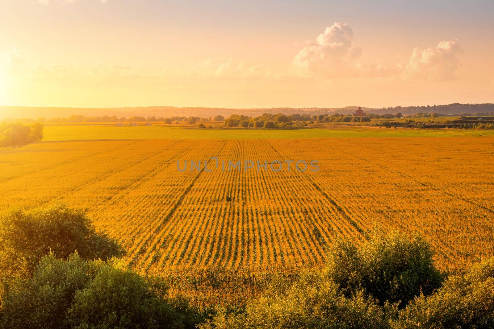 Top view to the rows of young corn in an agricultural field at sunset or sunrise. by Eugene_Yemelyanov