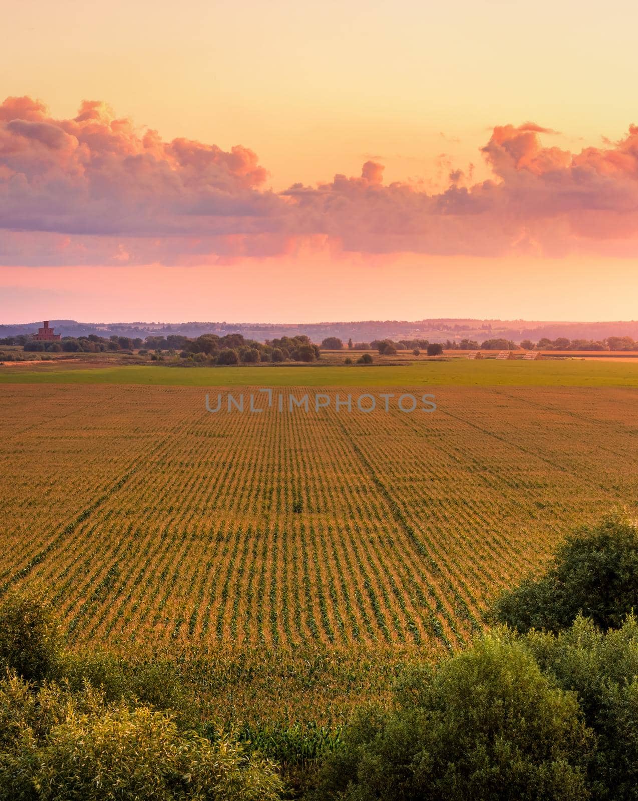 Top view to the rows of young corn in an agricultural field at twilight. by Eugene_Yemelyanov