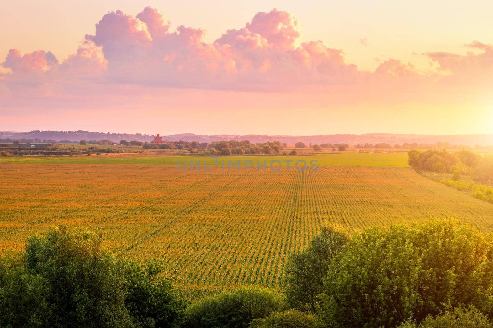 Top view to the rows of young corn in an agricultural field at twilight. Rural landscape.