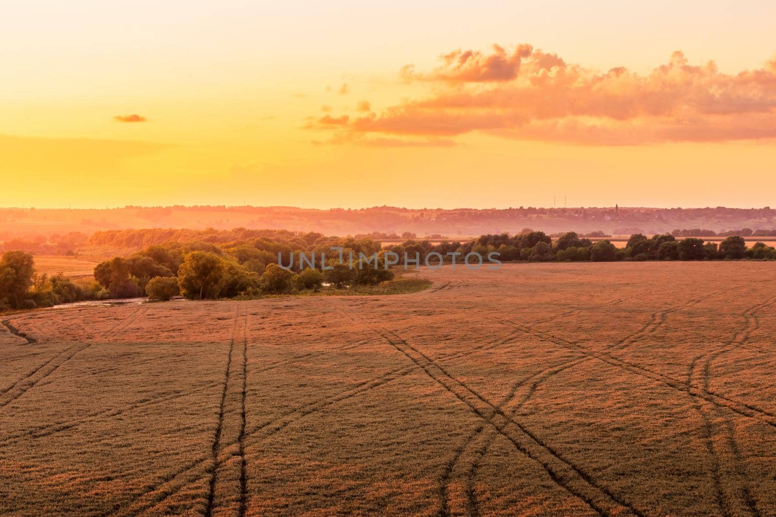 Top view of a sunset or sunrise in an agricultural field with ears of young golden rye. Rural landscape. by Eugene_Yemelyanov