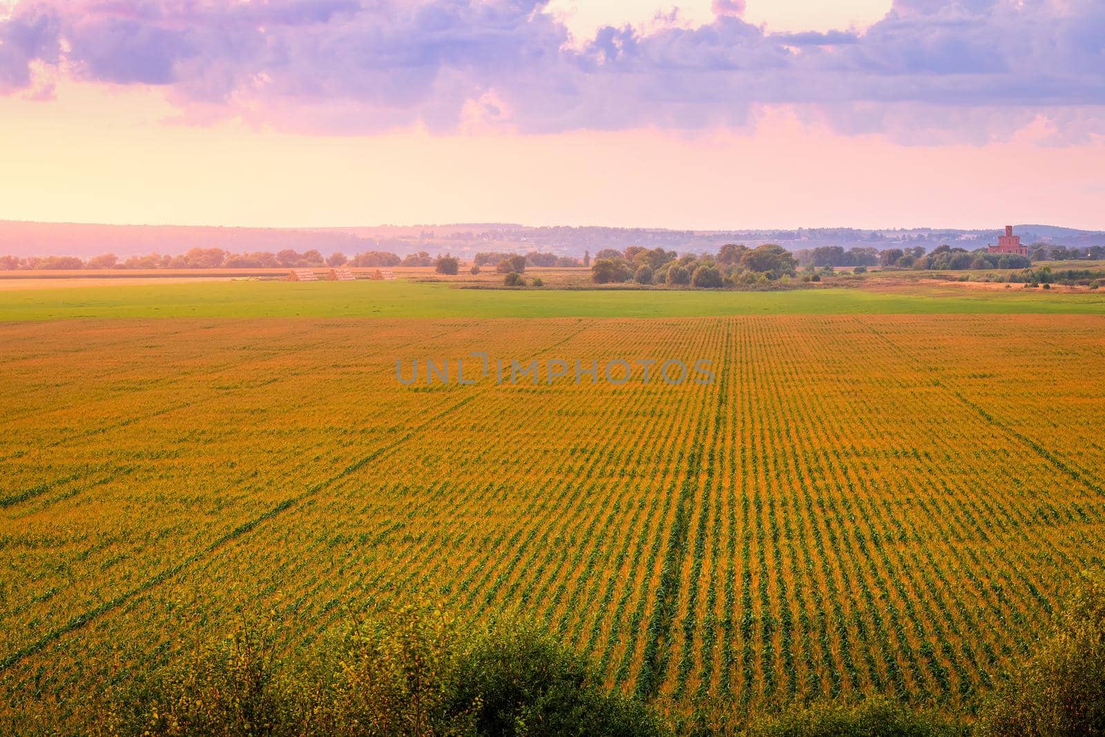 Top view to the rows of young corn in an agricultural field at twilight. by Eugene_Yemelyanov