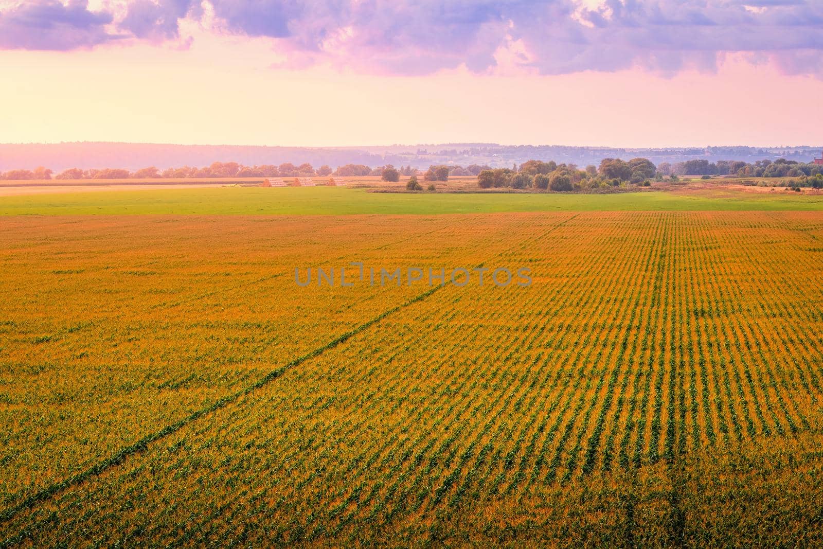 Top view to the rows of young corn in an agricultural field at twilight. by Eugene_Yemelyanov