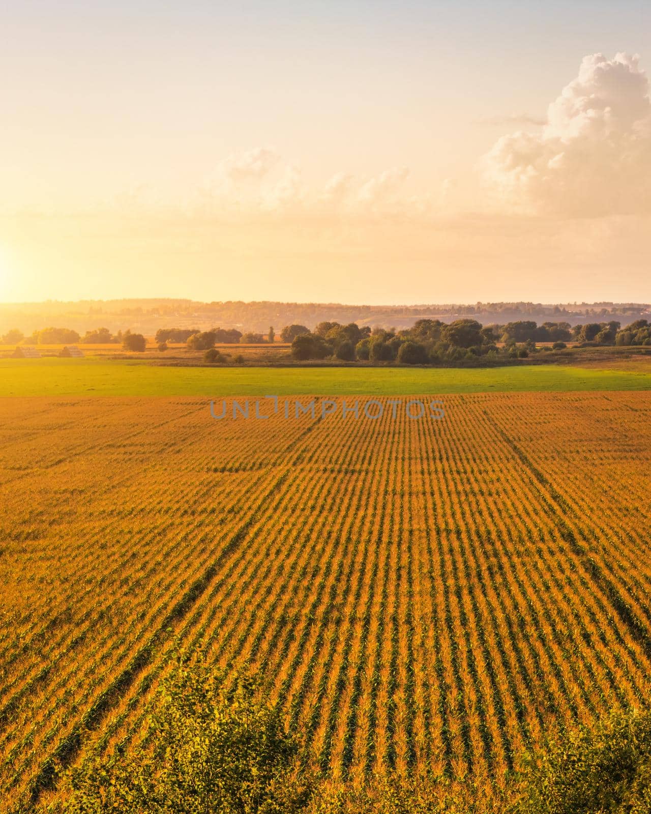 Top view to the rows of young corn in an agricultural field at sunset or sunrise. by Eugene_Yemelyanov