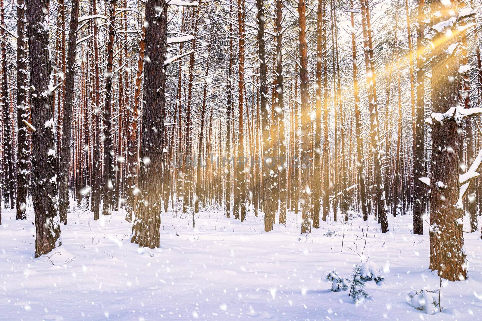 Sunset or sunrise in the winter pine forest with falling snow. Rows of pine trunks with the sun's rays passing through them. Snowfall.