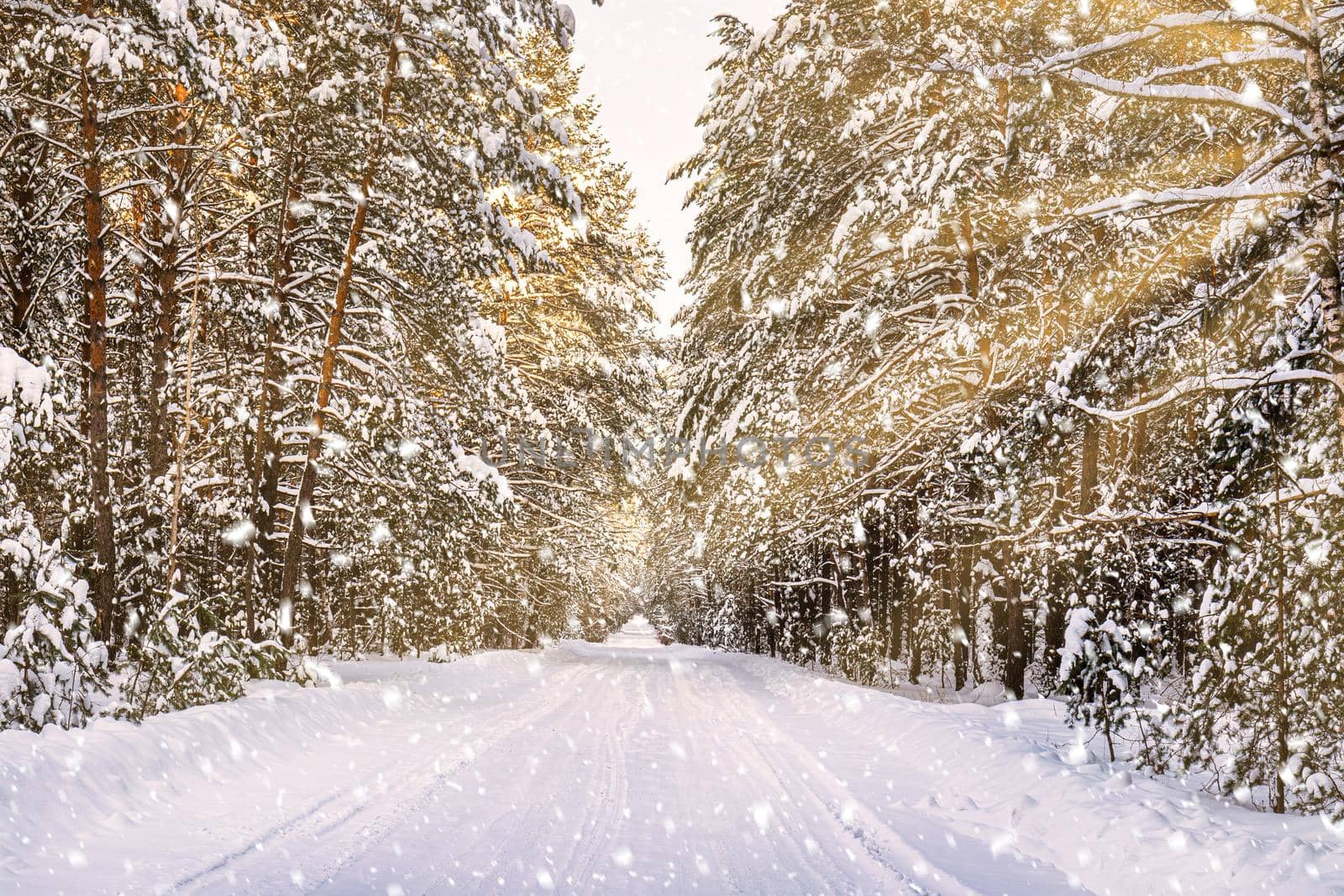 Automobile road through a pine winter forest covered with snow. Pines along the edges of the road. Snowfall. by Eugene_Yemelyanov