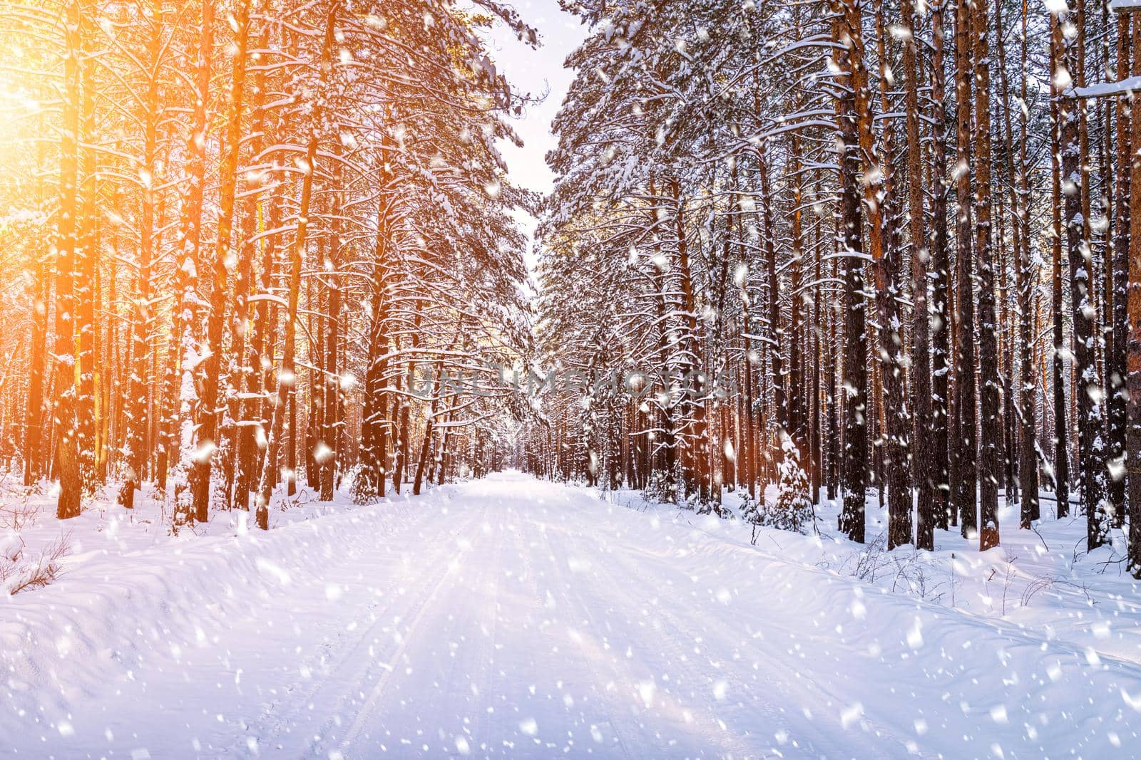 Automobile road through a pine winter forest covered with snow on a clear sunny day. Pines along the edges of the road. Snowfall.