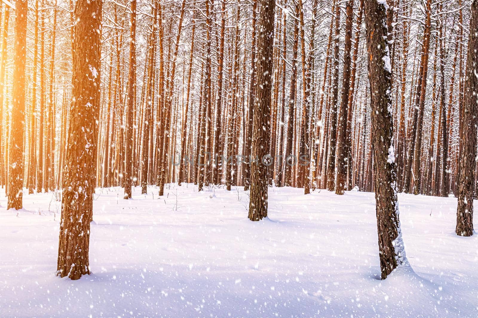 Sunset in the winter pine forest with falling snow. Rows of pine trunks with the sun's rays passing through them. Snowfall. by Eugene_Yemelyanov