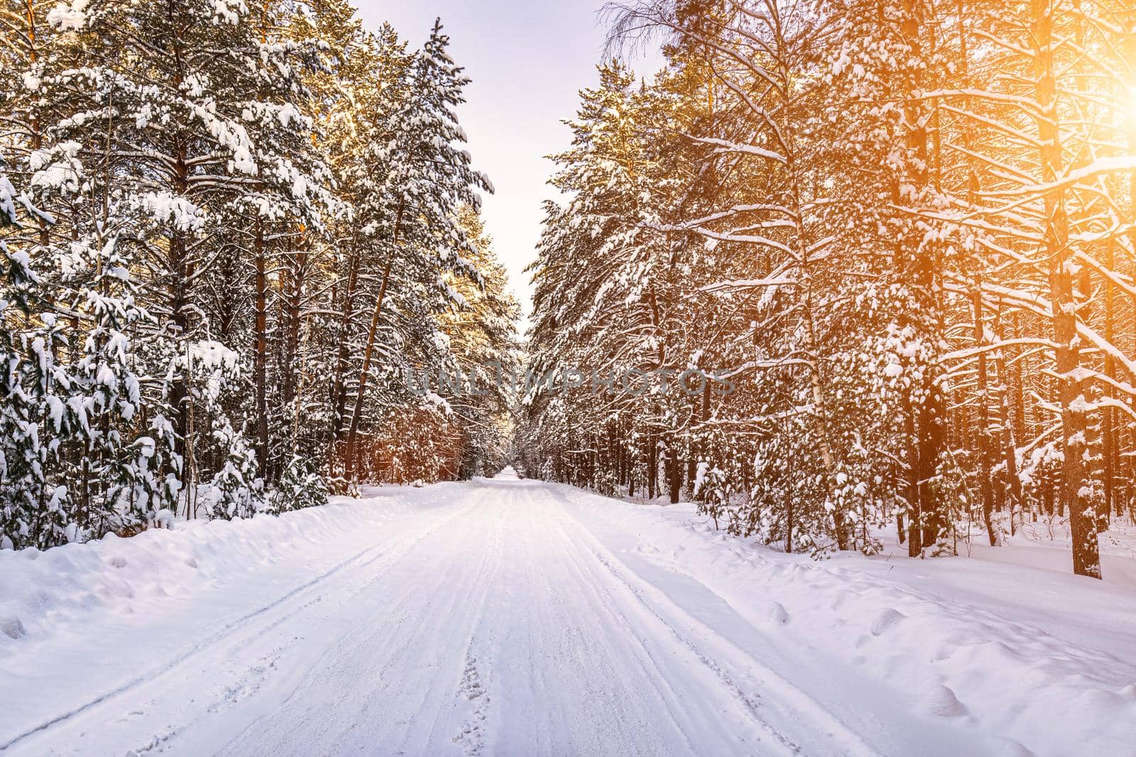 Automobile road through a pine winter forest covered with snow on a clear sunny day. Pines along the edges of the road and the rays of the sun shining through them.