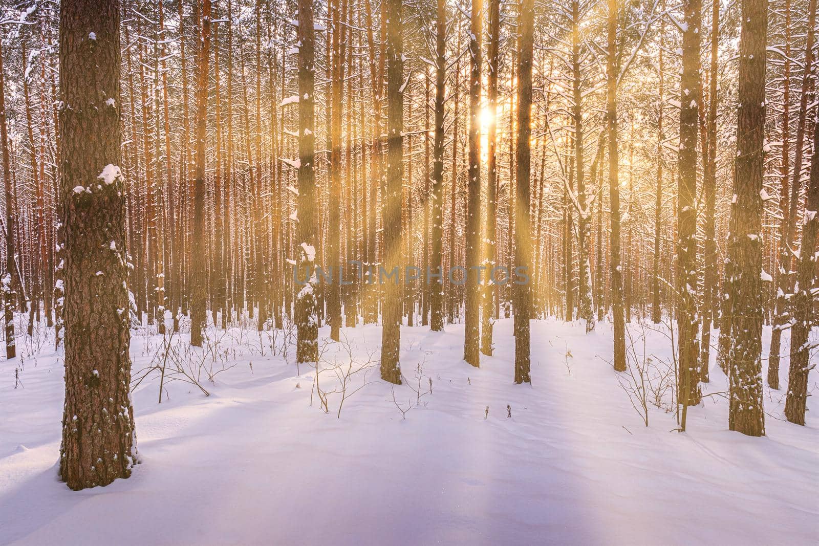 Sunset or sunrise in the winter pine forest covered with a snow. Rows of pine trunks with the sun's rays passing through them. Snowfall.