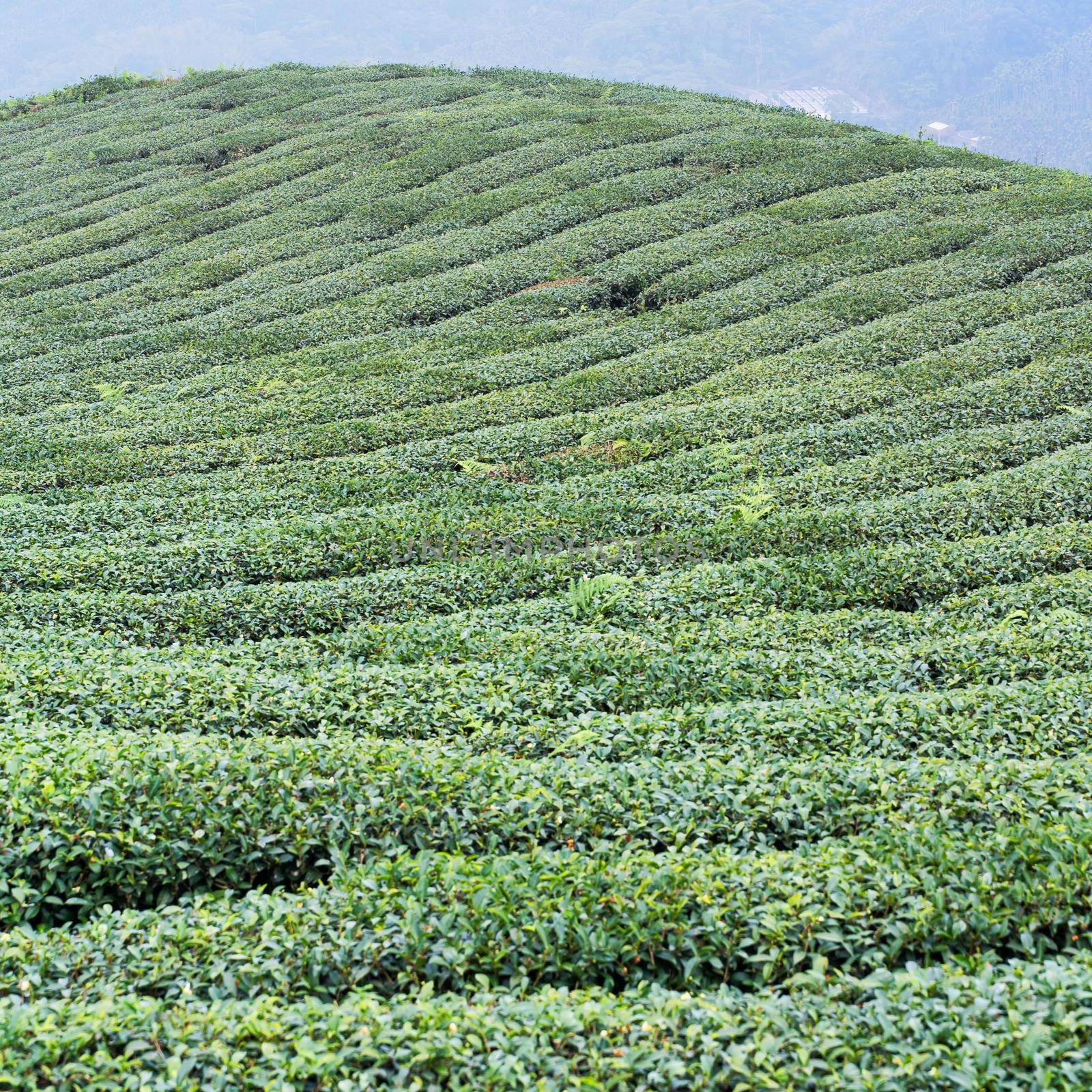 Beautiful green tea crop garden rows scene with blue sky and cloud, design concept for the fresh tea product background, copy space.