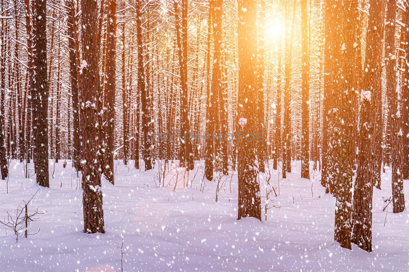 Sunset in the winter pine forest with falling snow. Rows of pine trunks with the sun's rays passing through them. Snowfall. by Eugene_Yemelyanov