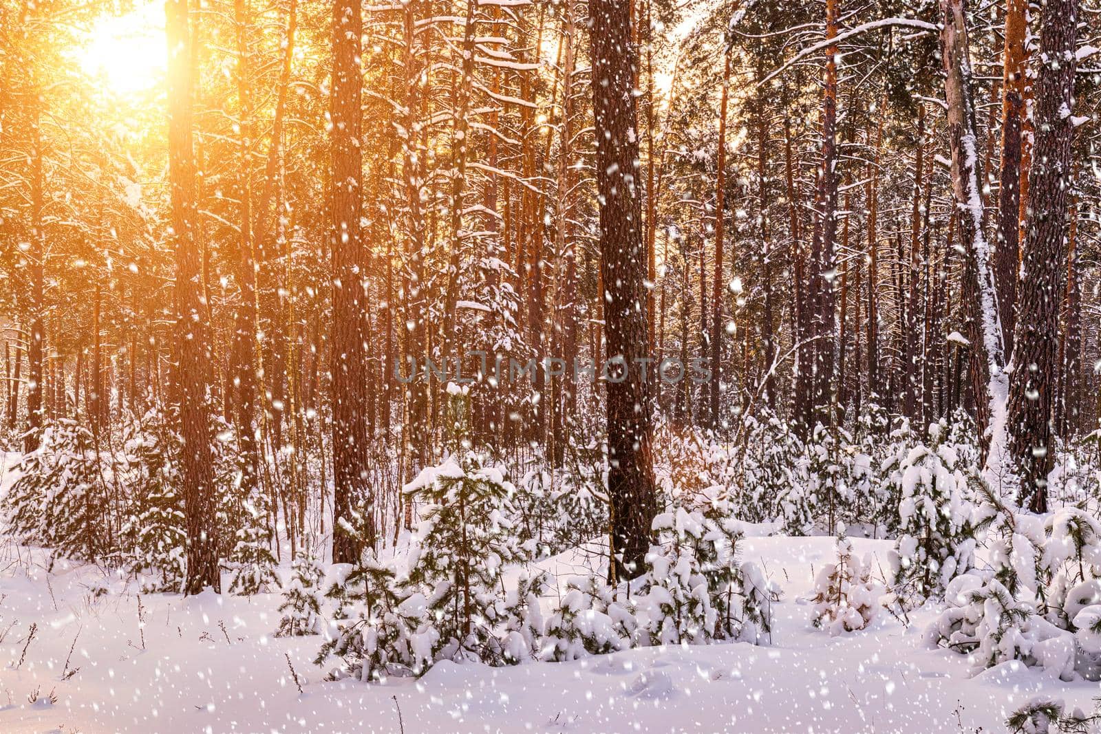 Sunset or sunrise in the winter pine forest with falling snow. Rows of pine trunks with the sun's rays passing through them. Snowfall.