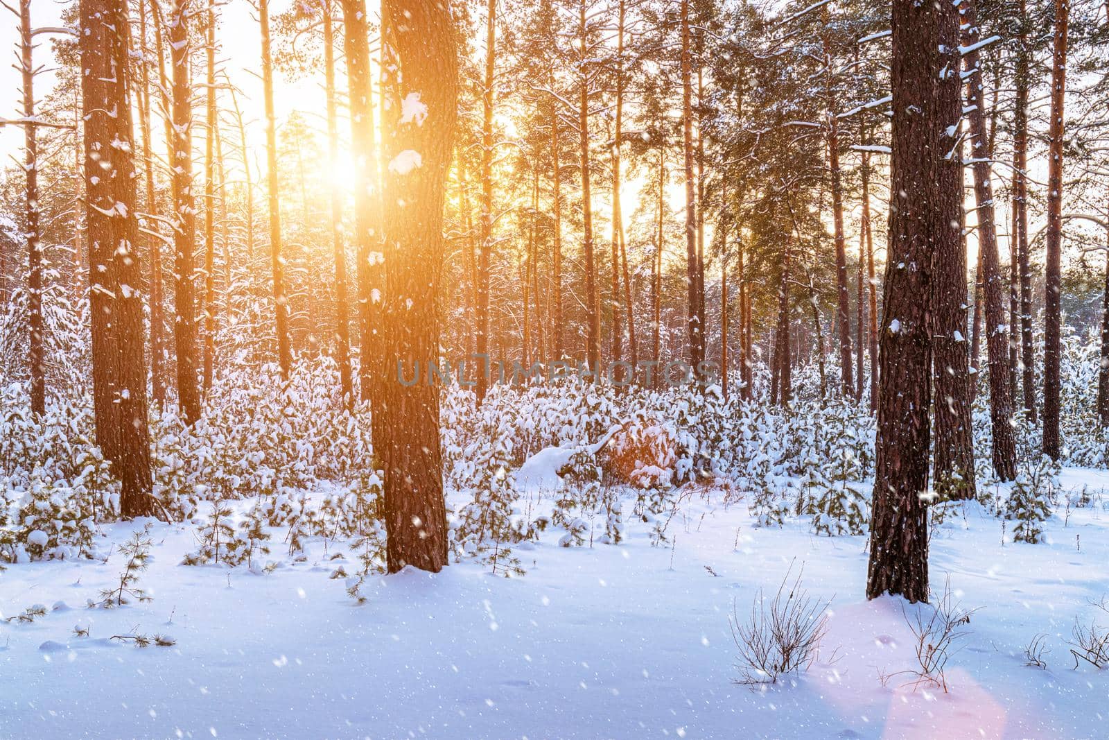 Sunset or sunrise in the winter pine forest with falling snow. Rows of pine trunks with the sun's rays passing through them. Snowfall.