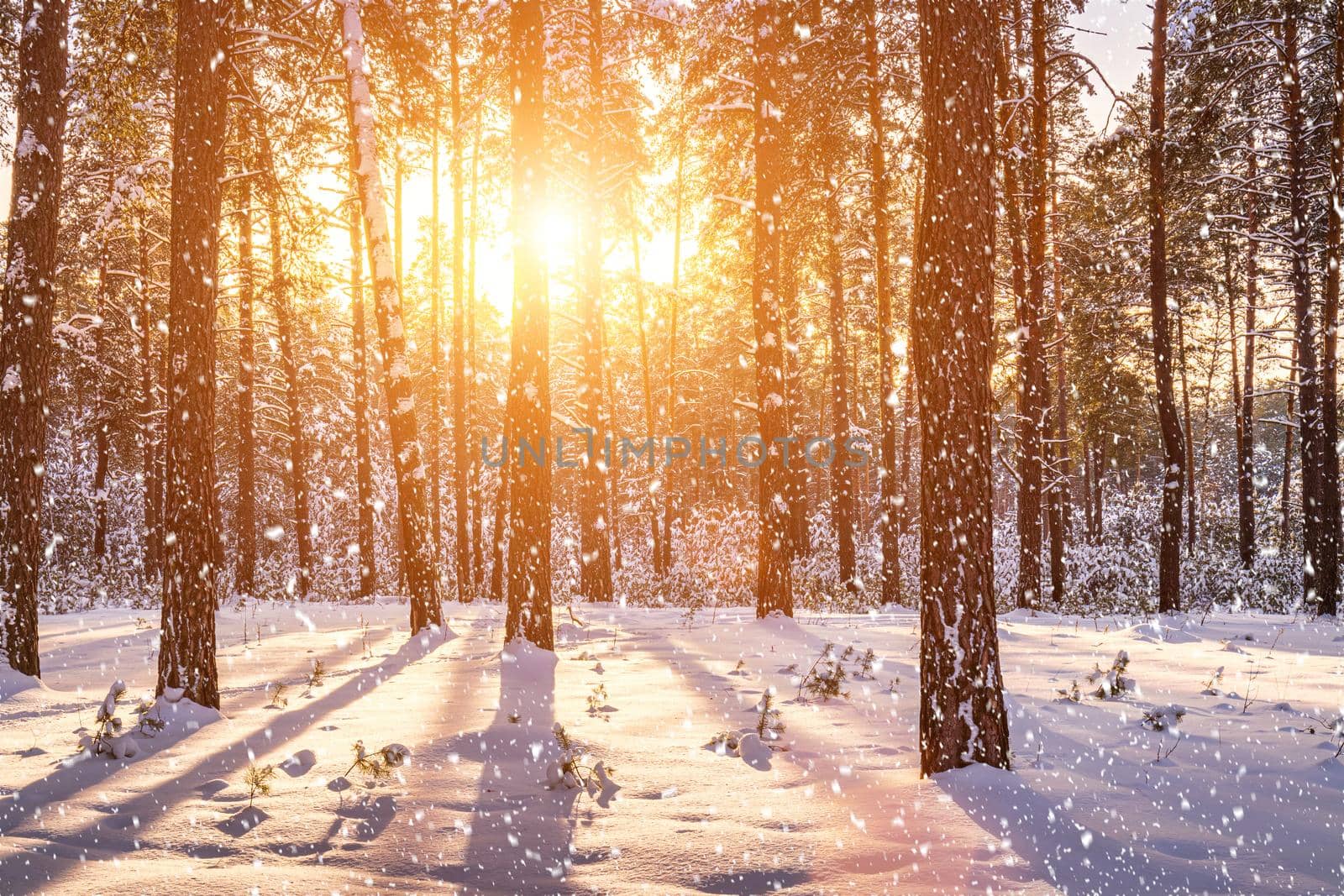 Sunset or sunrise in the winter pine forest with falling snow. Rows of pine trunks with the sun's rays passing through them. Snowfall.