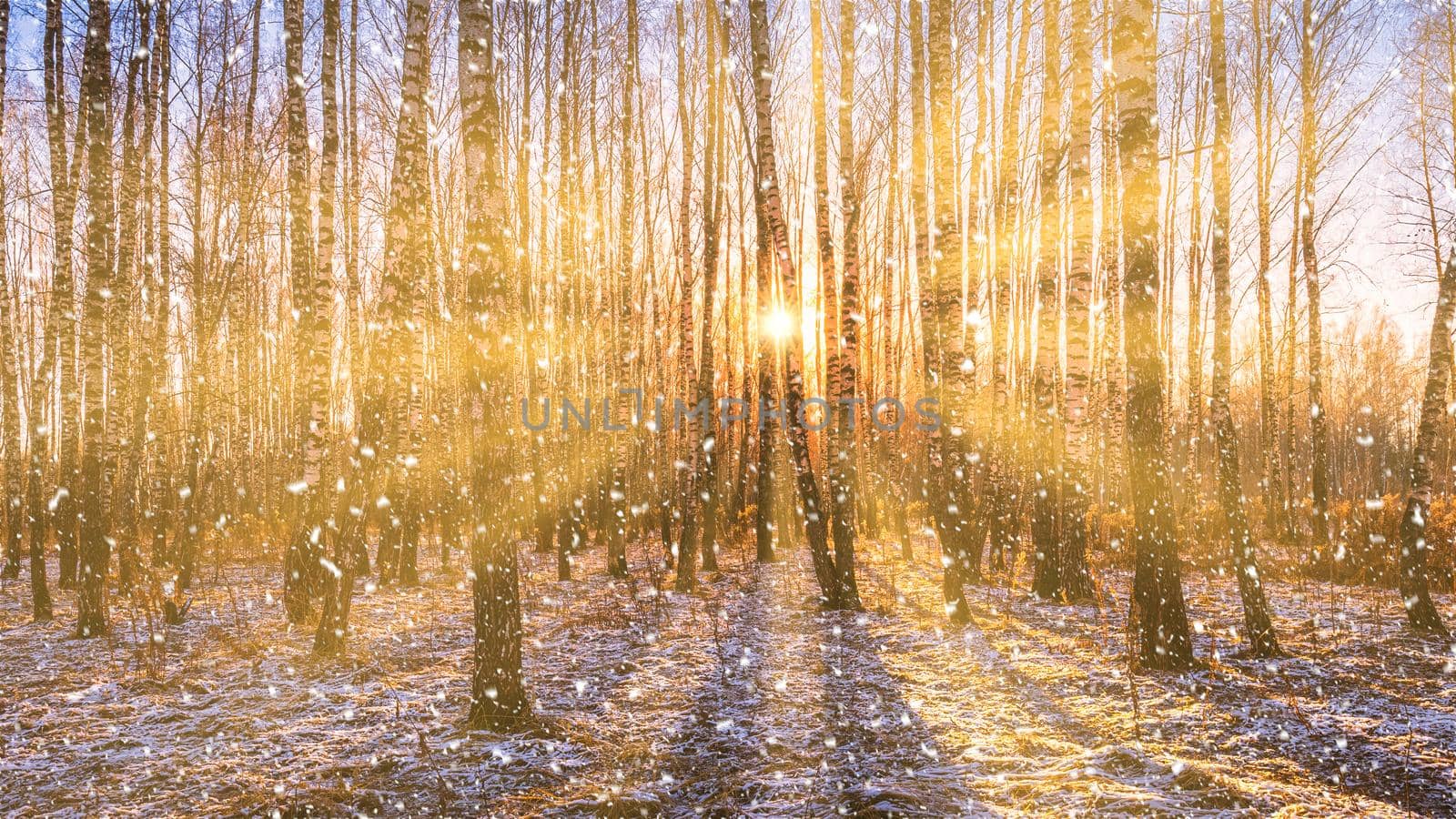 Sunset or sunrise in a birch grove with a falling snow. Rows of birch trunks with the sun's rays passing through them. Snowfall.