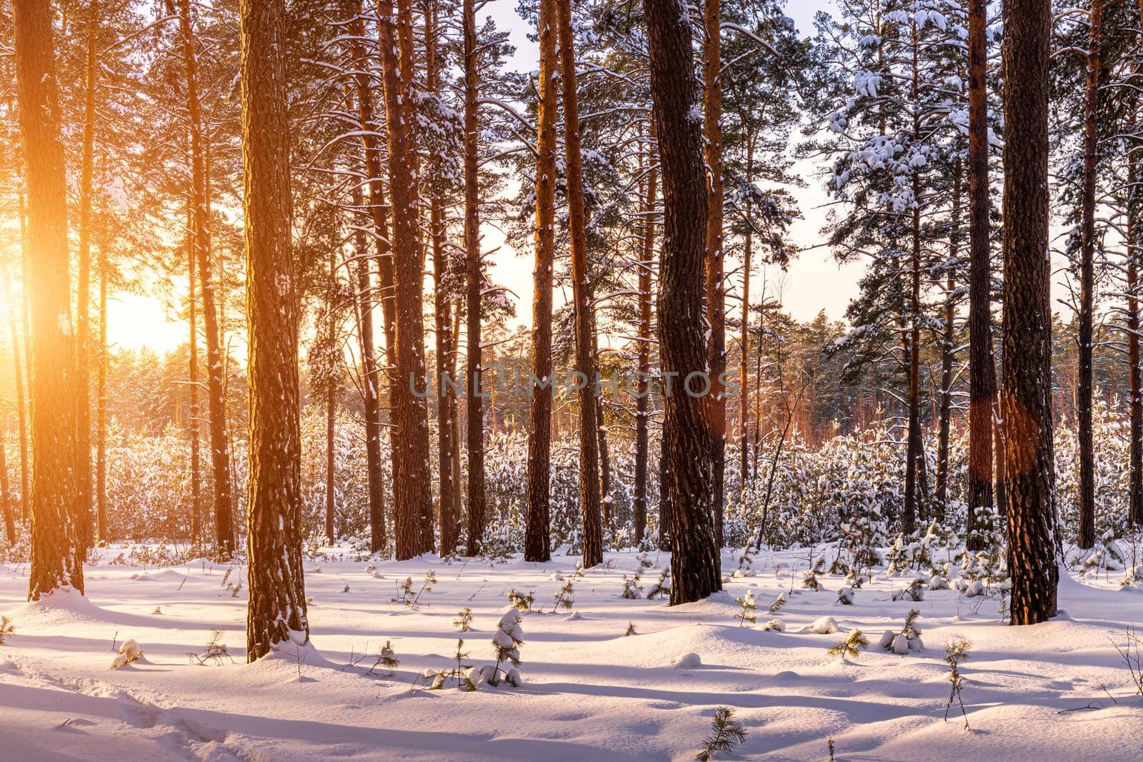 Sunset or sunrise in the winter pine forest covered with a snow. Rows of pine trunks with the sun's rays passing through them. Snowfall.