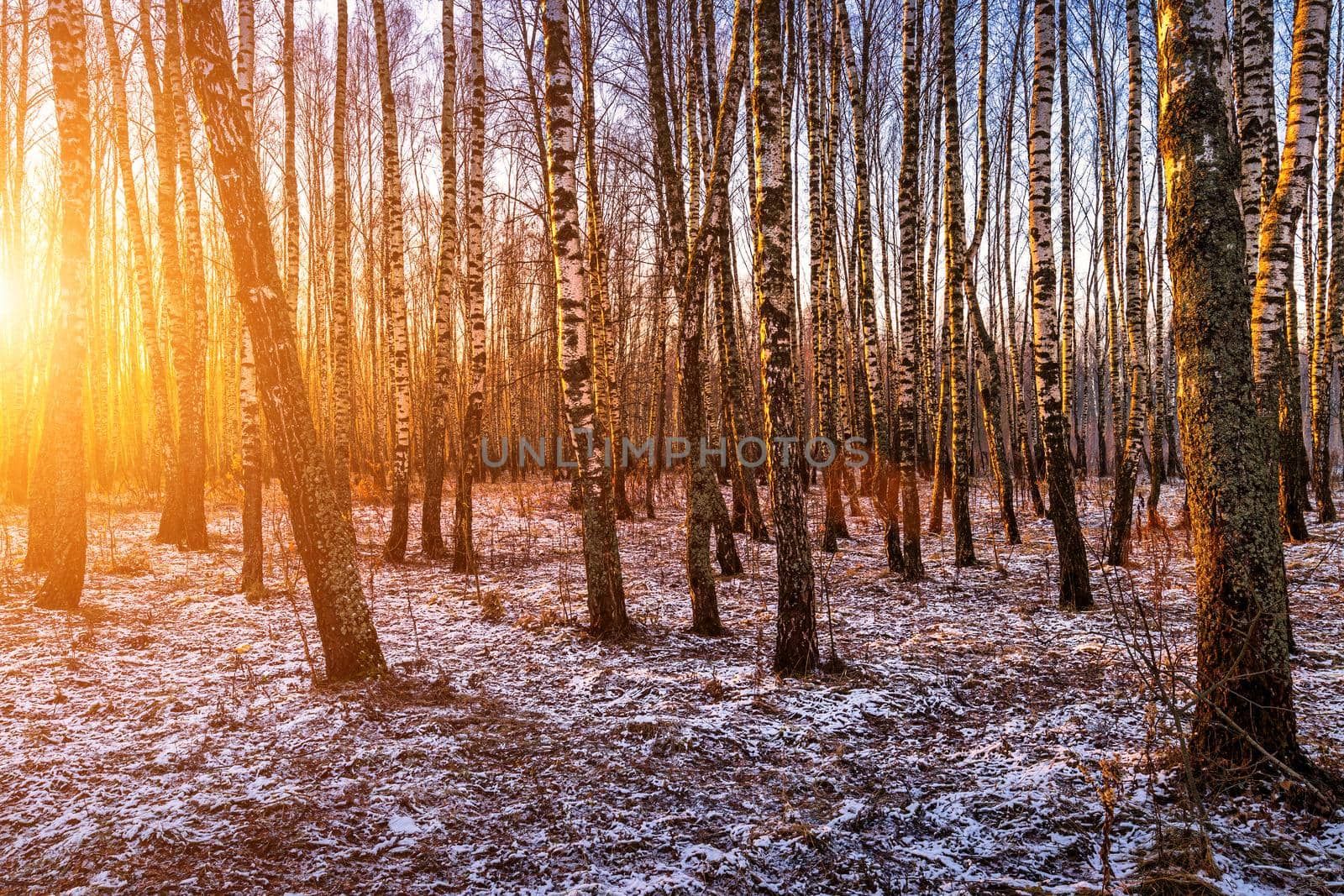 Sunset or sunrise in a birch grove with a first winter snow. Rows of birch trunks with the sun's rays. by Eugene_Yemelyanov