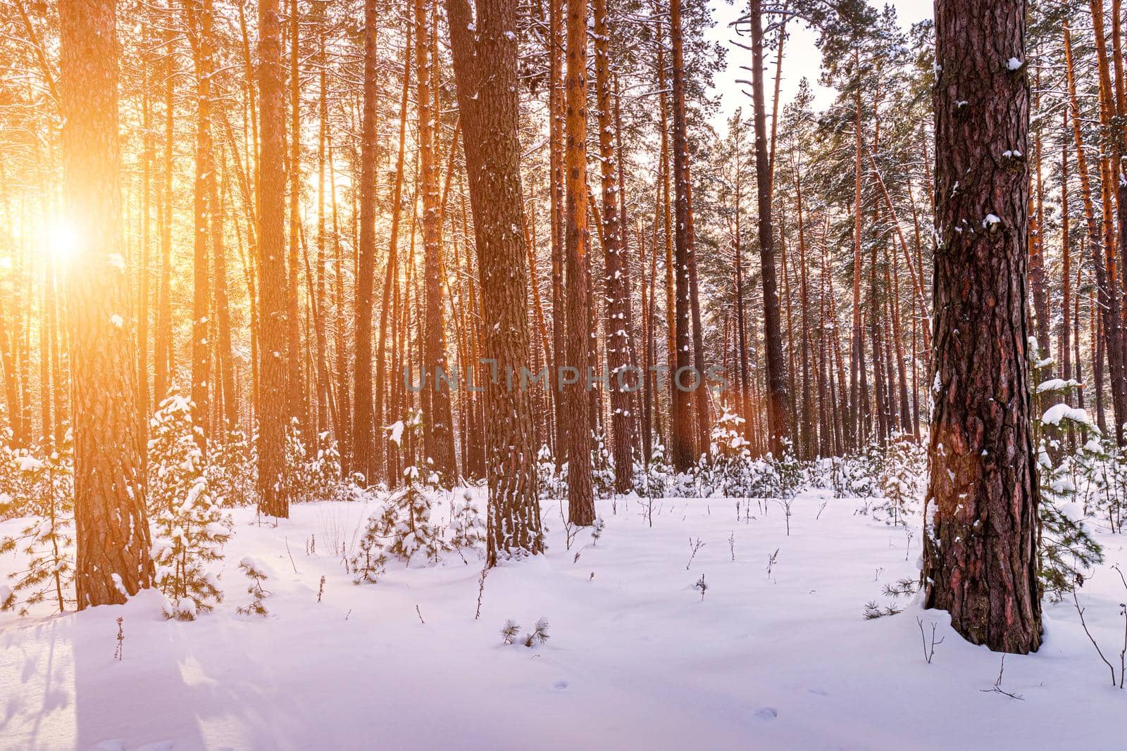 Sunset or sunrise in the winter pine forest covered with a snow. Rows of pine trunks with the sun's rays passing through them. Snowfall.