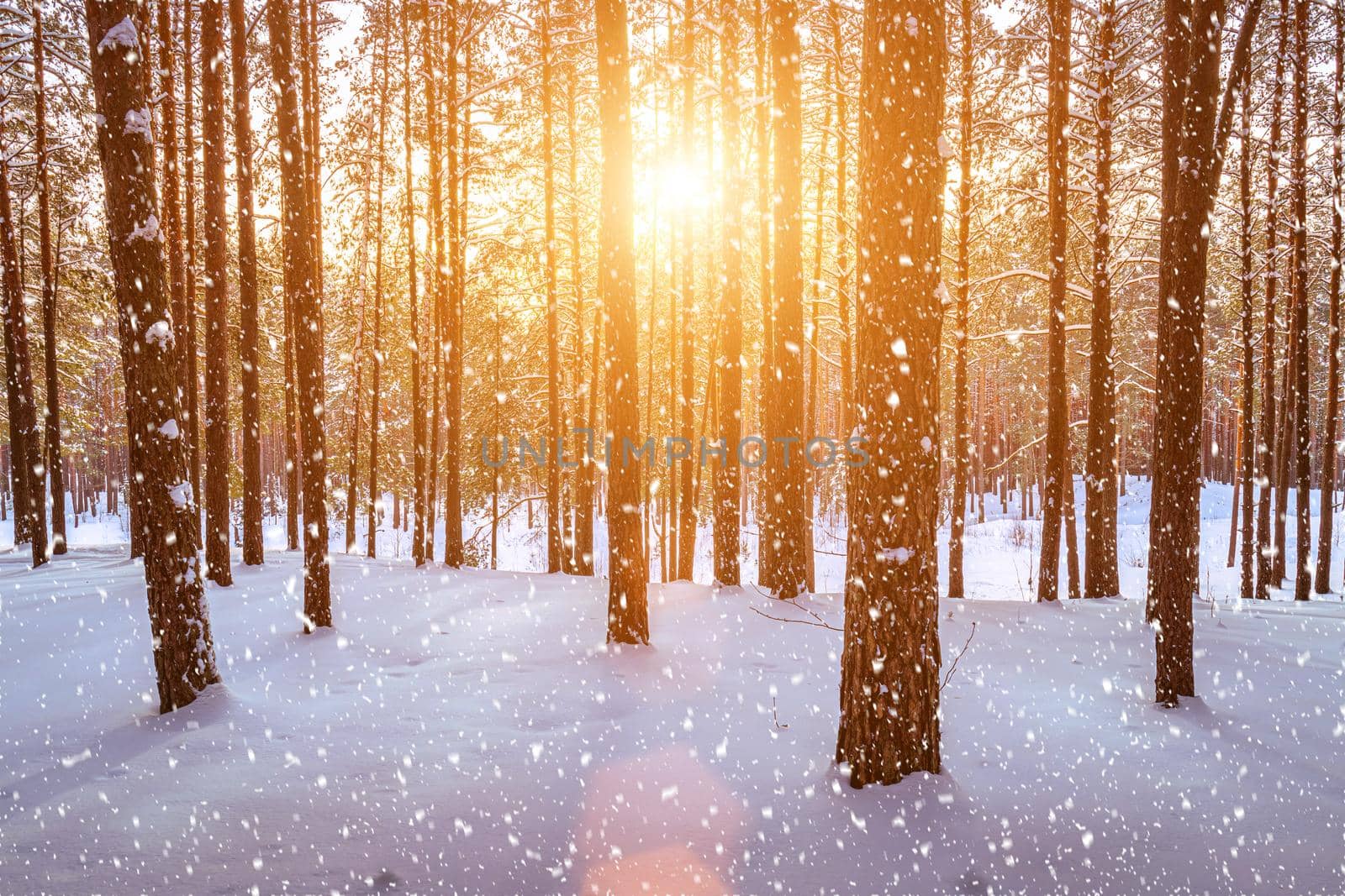 Sunset in the winter pine forest with falling snow. Rows of pine trunks with the sun's rays passing through them. Snowfall. by Eugene_Yemelyanov