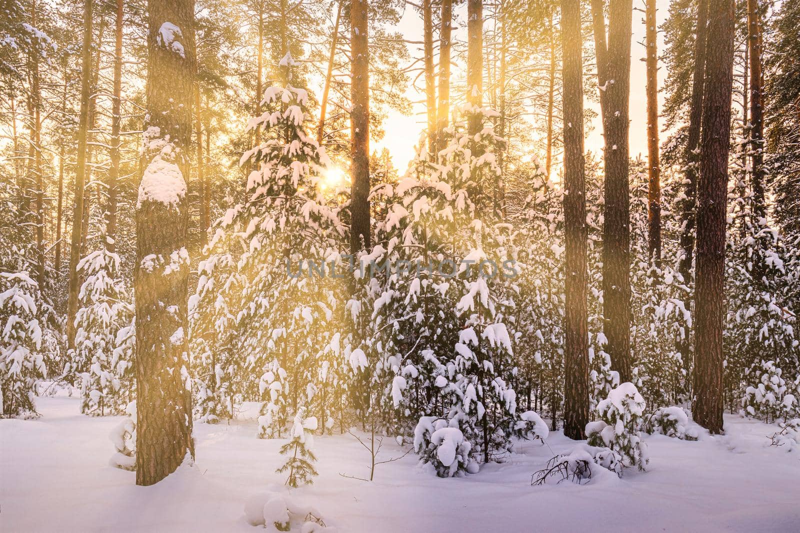 Sunset or sunrise in the winter pine forest covered with a snow. Rows of pine trunks with the sun's rays. Snowfall. by Eugene_Yemelyanov