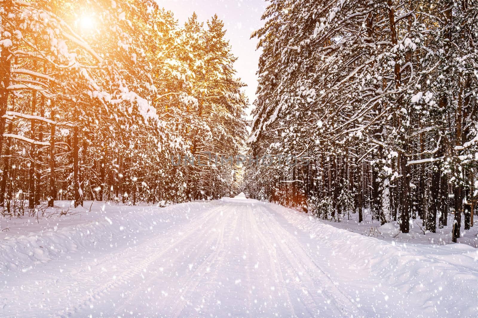 Automobile road through a pine winter forest covered with snow. Pines along the edges of the road. Snowfall. by Eugene_Yemelyanov