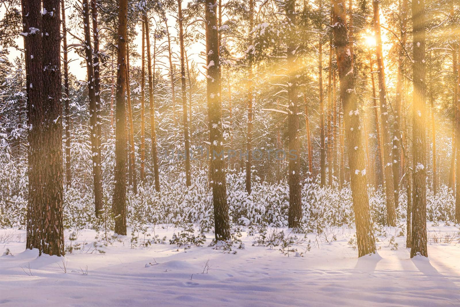 Sunset or sunrise in the winter pine forest covered with a snow. Rows of pine trunks with the sun's rays passing through them. Snowfall.