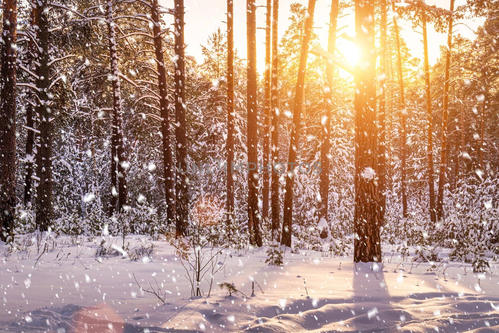 Sunset in the winter pine forest with falling snow. Rows of pine trunks with the sun's rays passing through them. Snowfall. by Eugene_Yemelyanov