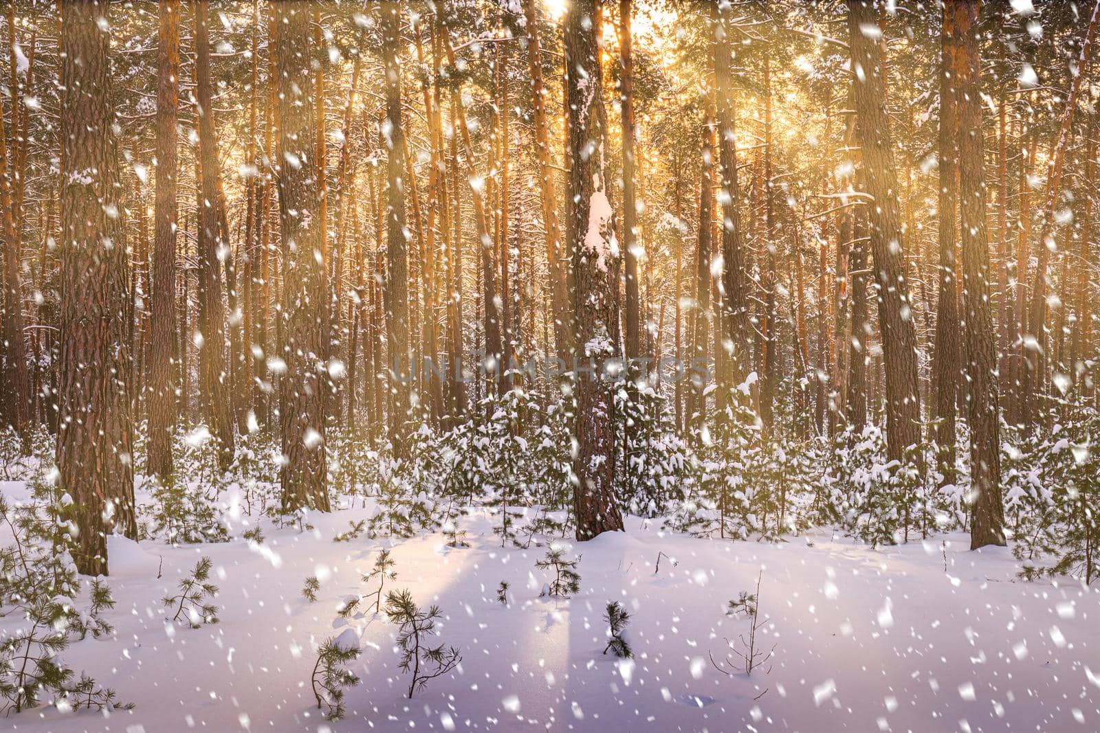 Sunset or sunrise in the winter pine forest with falling snow. Rows of pine trunks with the sun's rays passing through them. Snowfall.