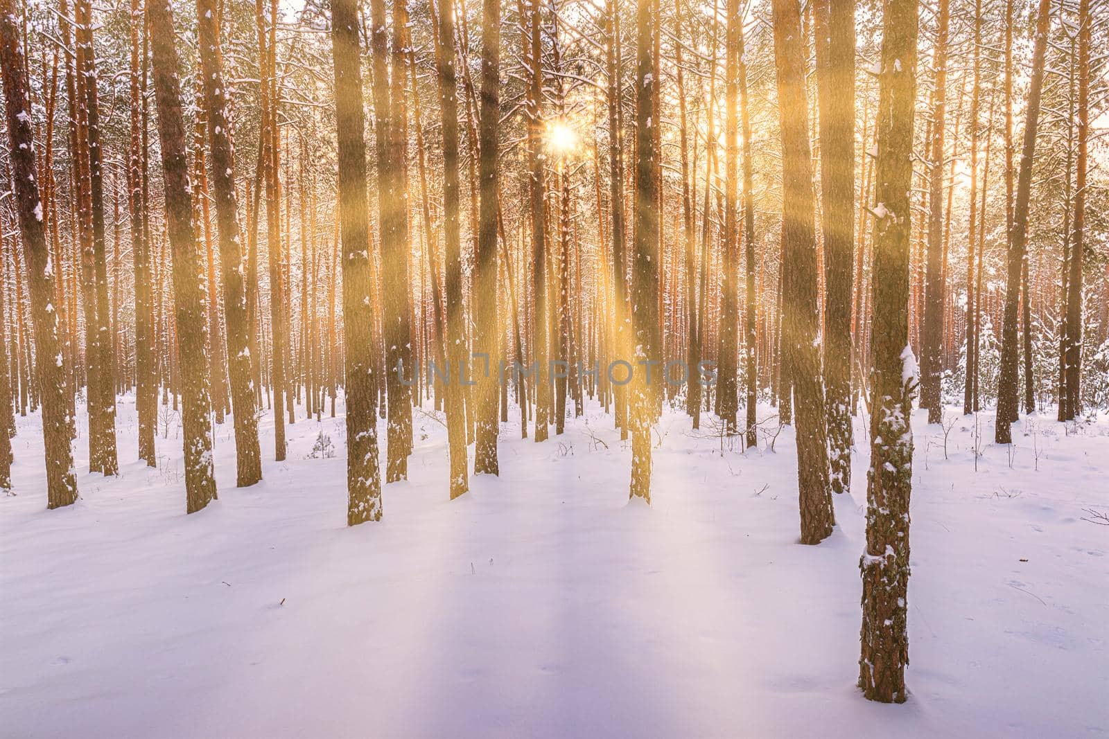 Sunset or sunrise in the winter pine forest covered with a snow. Rows of pine trunks with the sun's rays. Snowfall. by Eugene_Yemelyanov