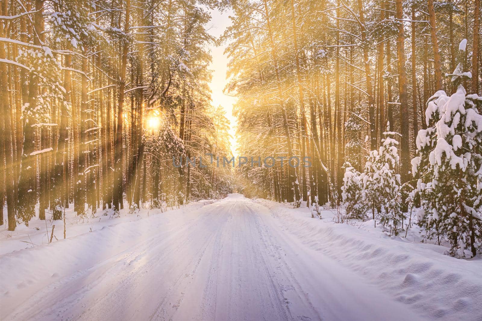 Automobile road through a pine winter forest covered with snow. Pines along the edges of the road and the rays of the sun shining through them. by Eugene_Yemelyanov