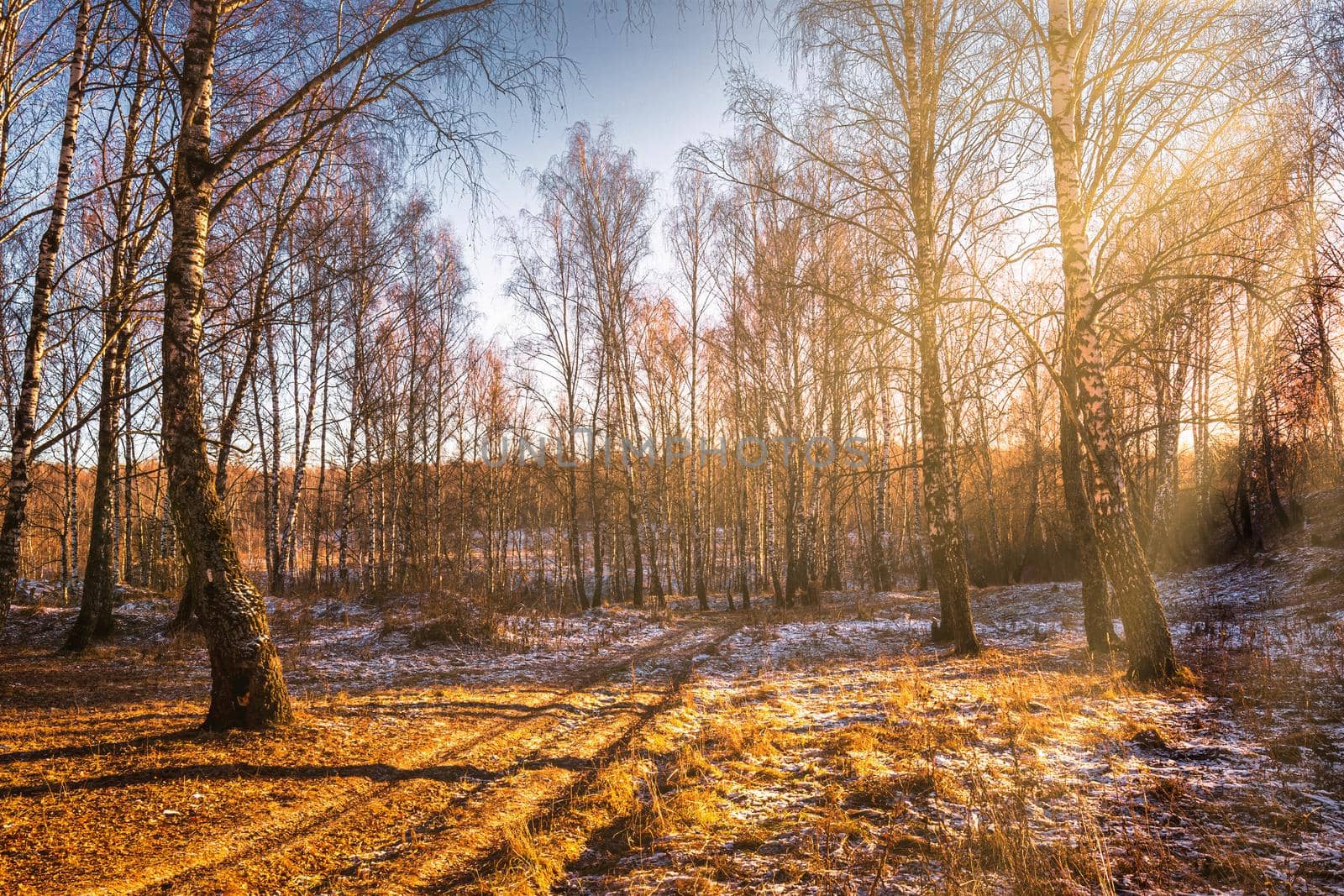 Sunset or sunrise in a birch grove with a first winter snow on earth. Rows of birch trunks with the sun's rays passing through them.