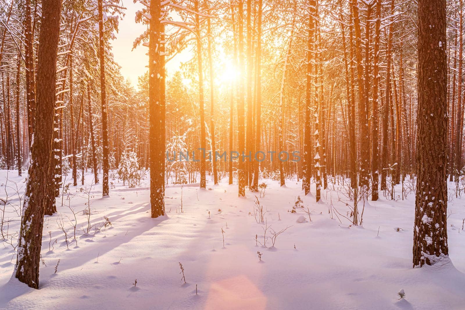 Sunset or sunrise in the winter pine forest covered with a snow. Rows of pine trunks with the sun's rays. Snowfall. by Eugene_Yemelyanov