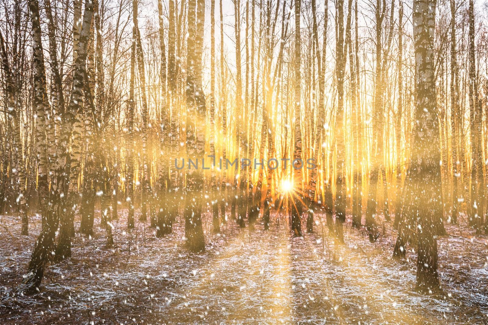 Sunset or sunrise in a birch grove with a falling snow. Rows of birch trunks with the sun's rays passing through them. Snowfall.