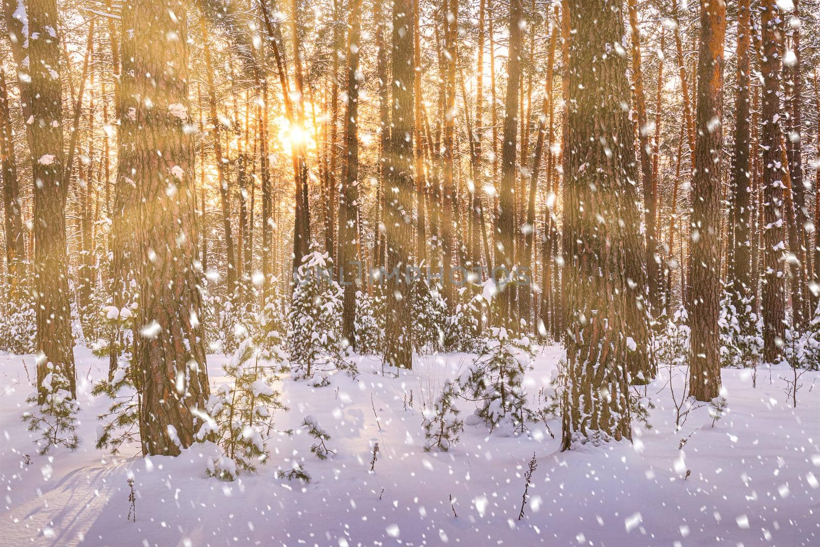 Sunset or sunrise in the winter pine forest with falling snow. Rows of pine trunks with the sun's rays passing through them. Snowfall.