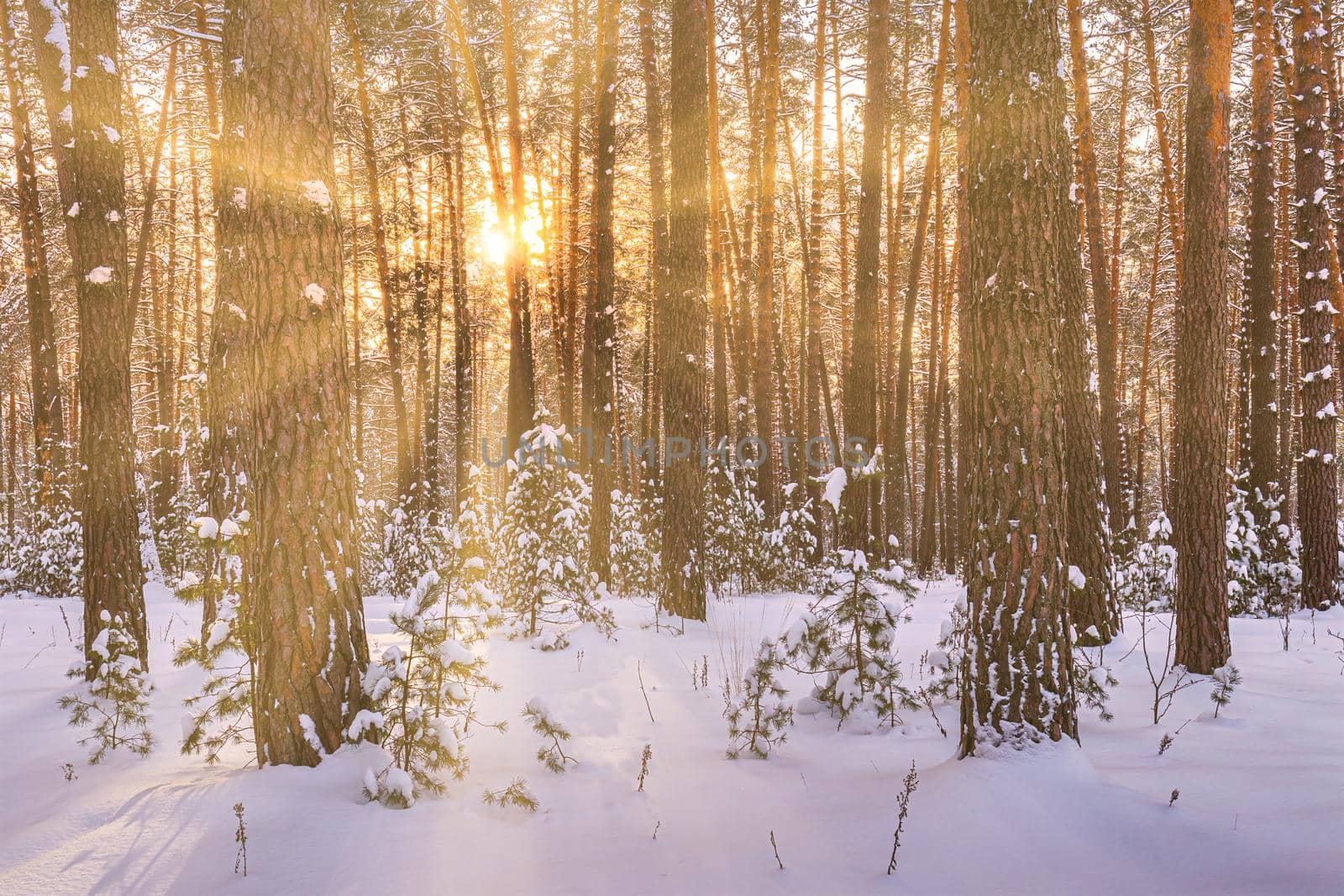 Sunset or sunrise in the winter pine forest covered with a snow. Rows of pine trunks with the sun's rays passing through them. Snowfall.