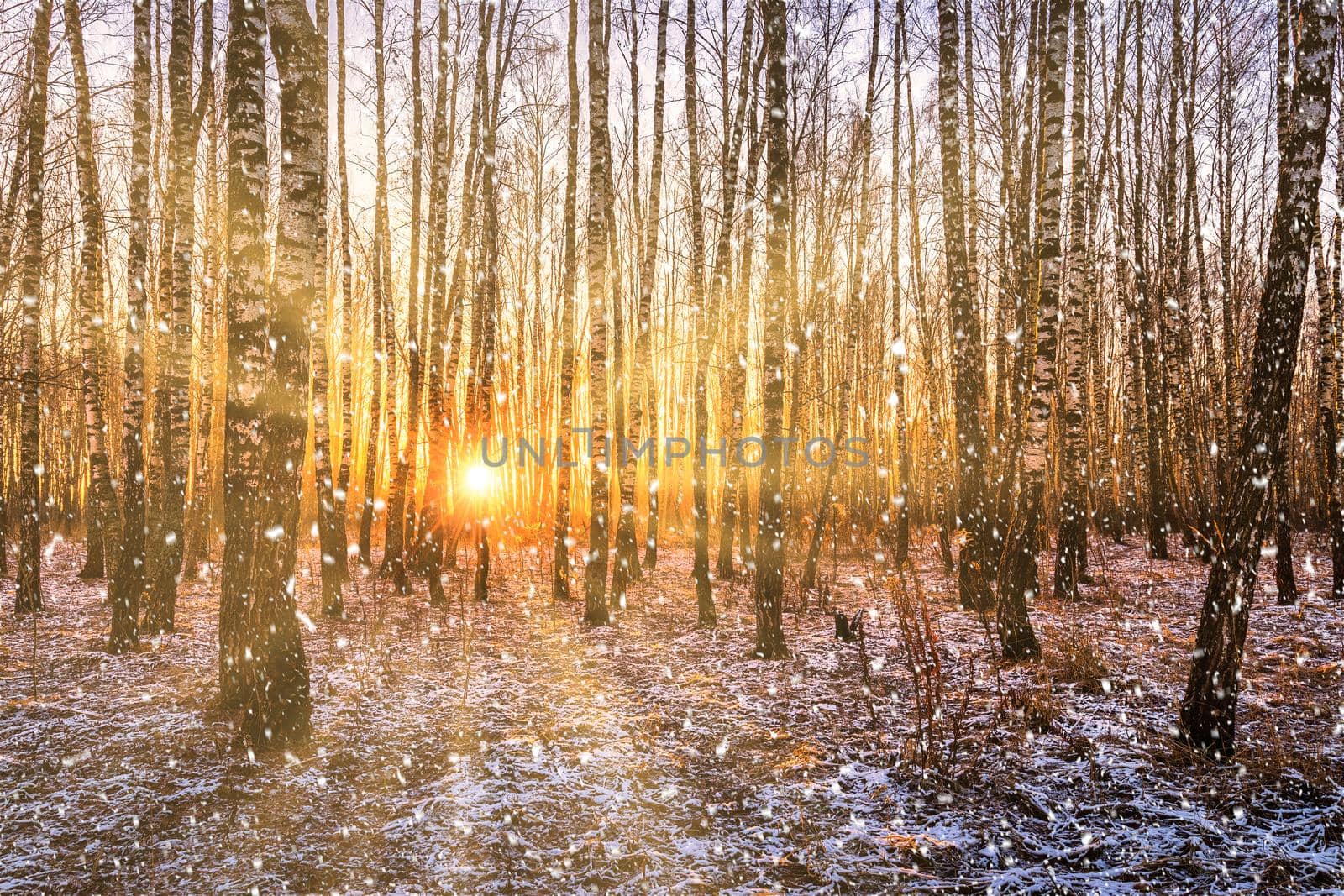 Sunset or sunrise in a birch grove with a falling snow. Rows of birch trunks with the sun's rays. Snowfall. by Eugene_Yemelyanov