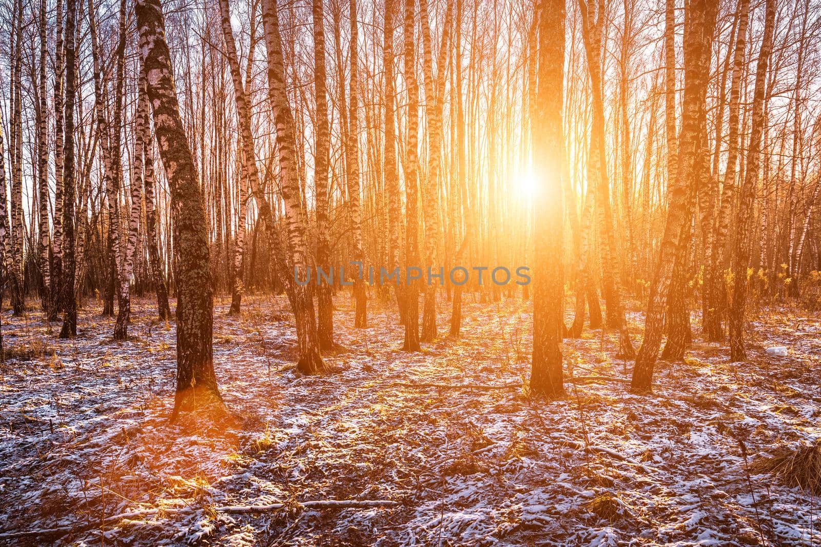 Sunset or sunrise in a birch grove with a first winter snow on earth. Rows of birch trunks with the sun's rays passing through them.