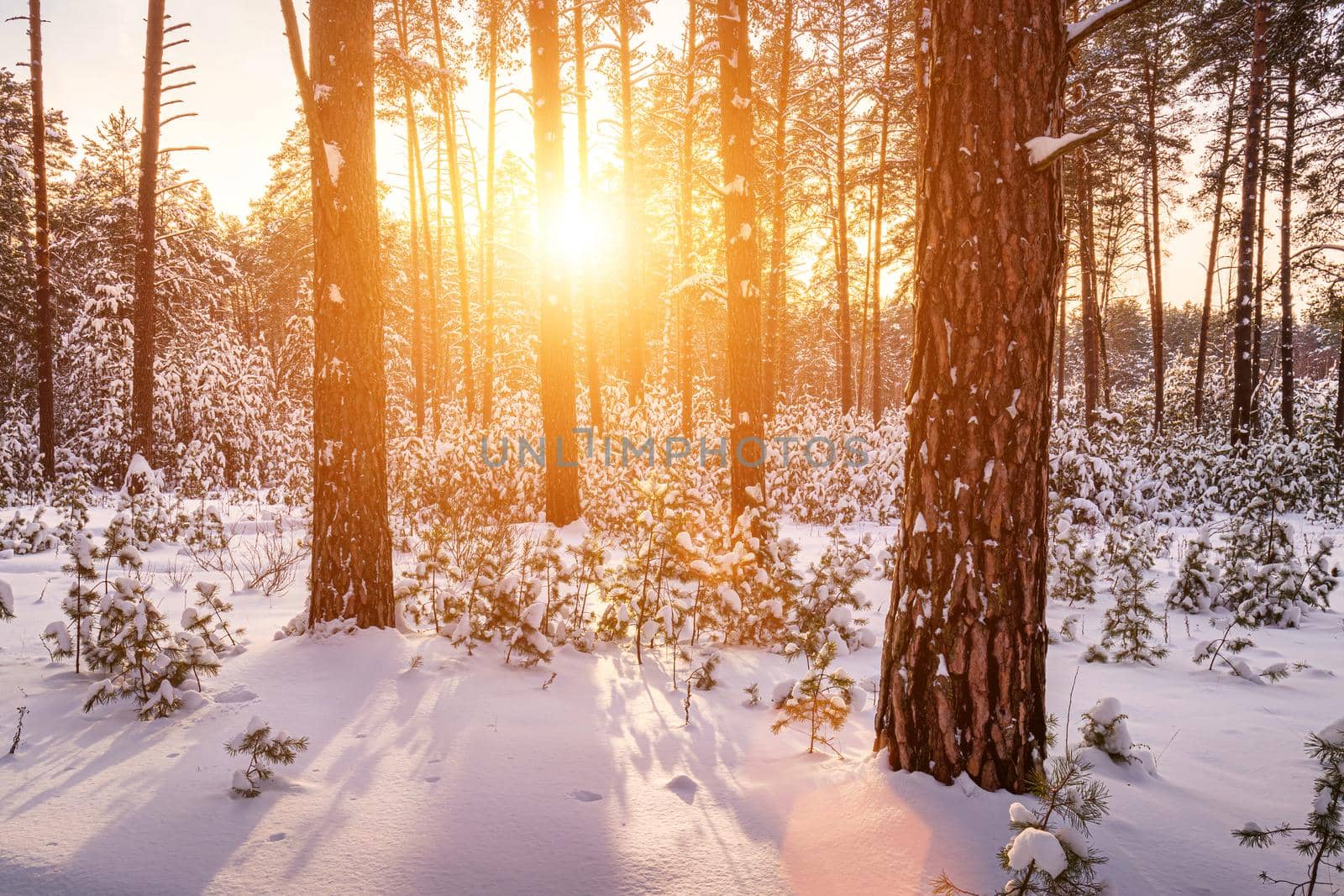 Sunset or sunrise in the winter pine forest covered with a snow. Rows of pine trunks with the sun's rays passing through them. Snowfall.