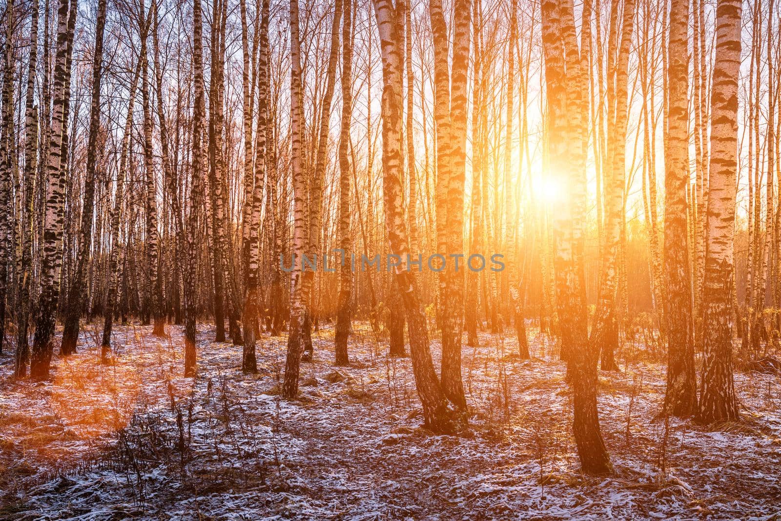 Sunset or sunrise in a birch grove with a first winter snow on earth. Rows of birch trunks with the sun's rays passing through them.