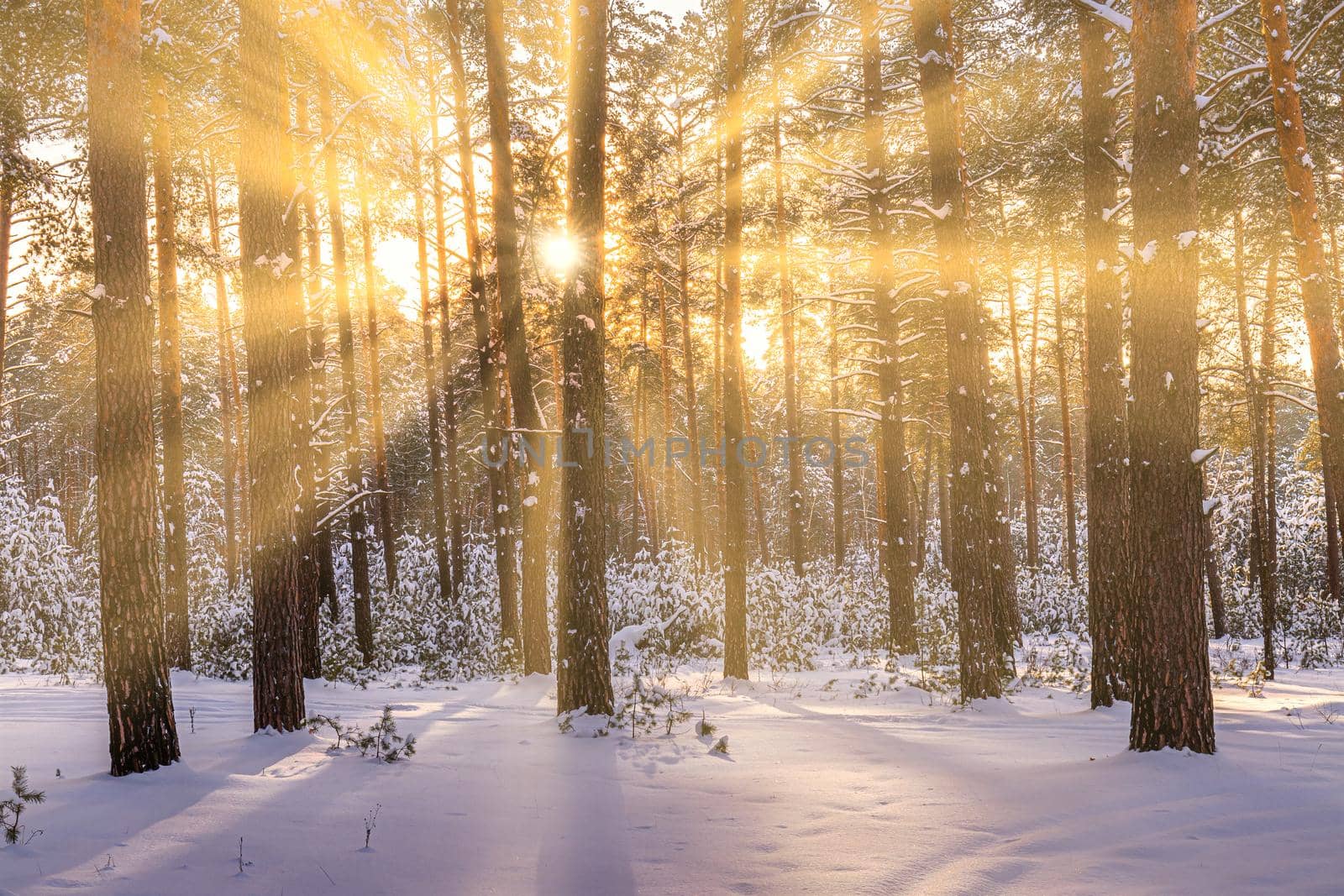 Sunset or sunrise in the winter pine forest covered with a snow. Rows of pine trunks with the sun's rays. Snowfall. by Eugene_Yemelyanov