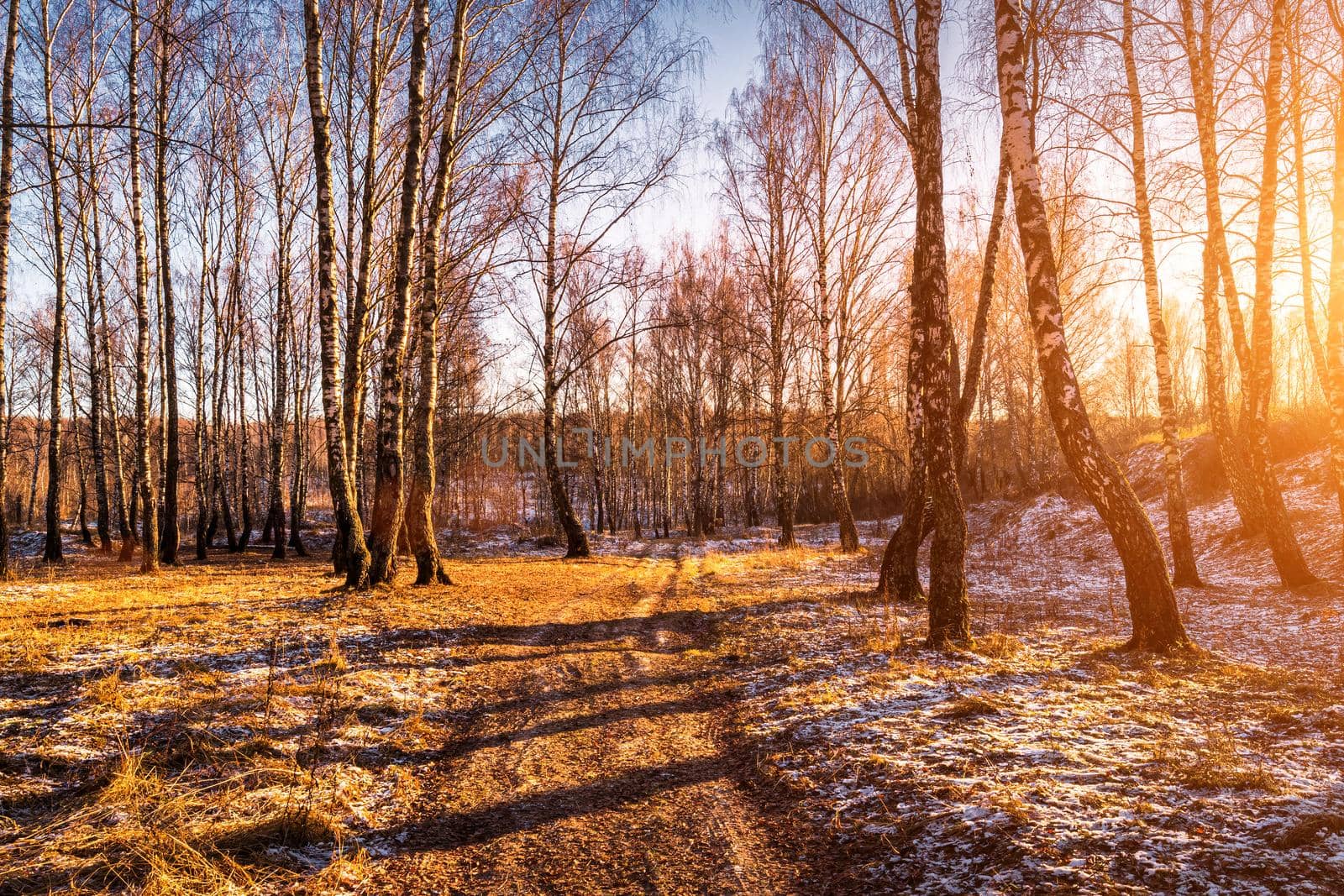 Sunset or sunrise in a birch grove with a first winter snow. Rows of birch trunks with the sun's rays. by Eugene_Yemelyanov